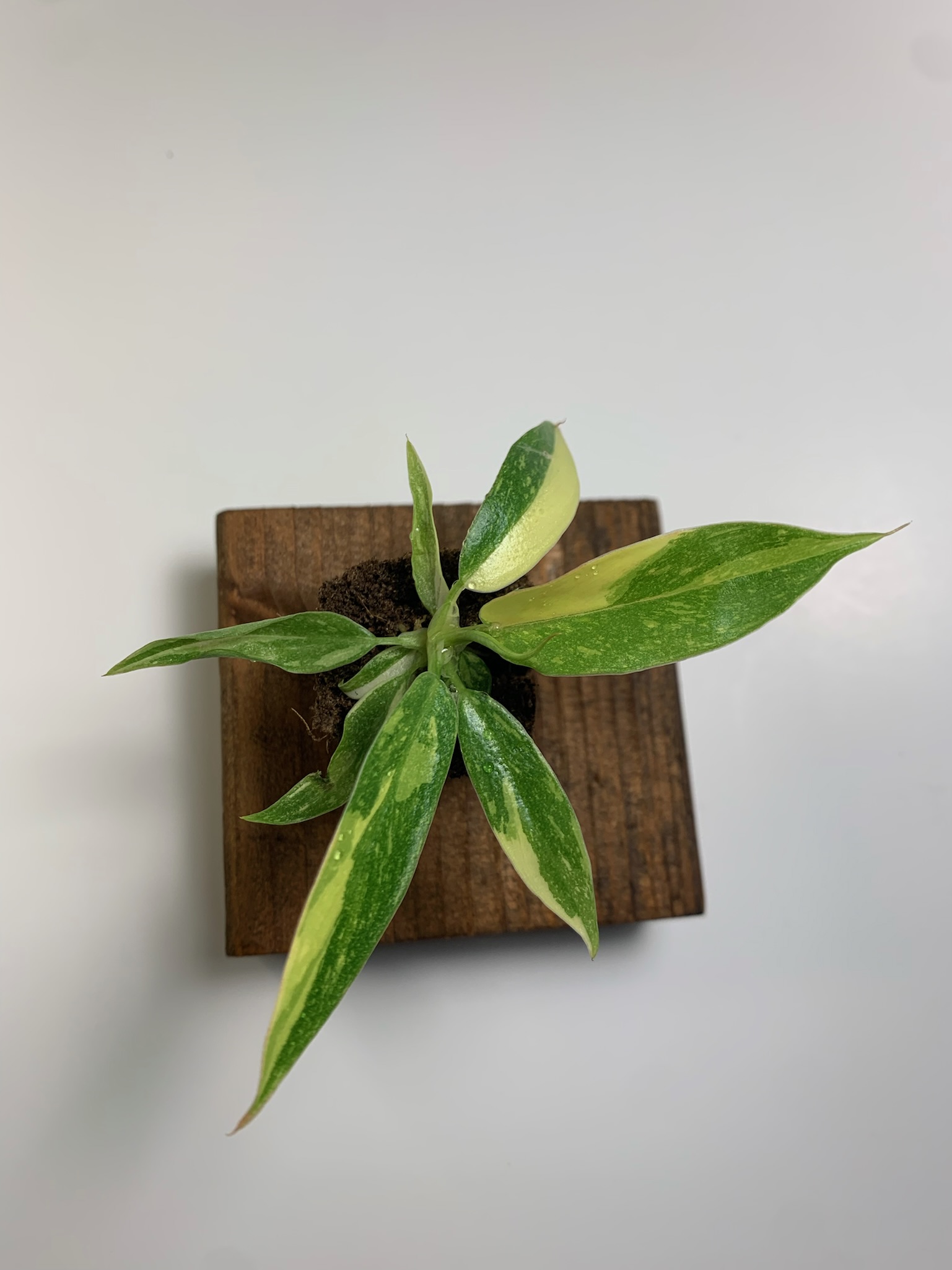 Philodendron Ring of Fire - Image 4