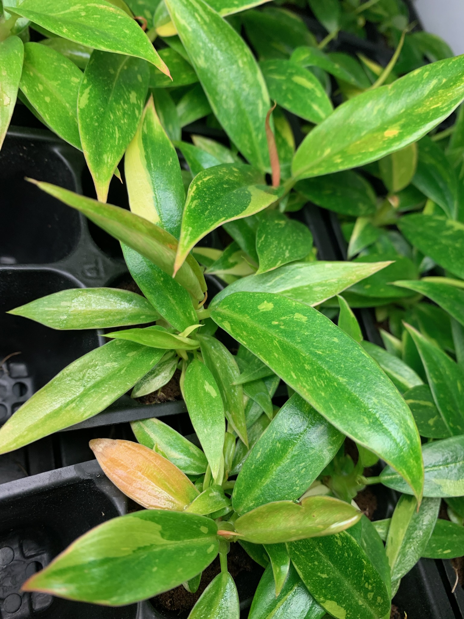 Philodendron Ring of Fire - Image 7