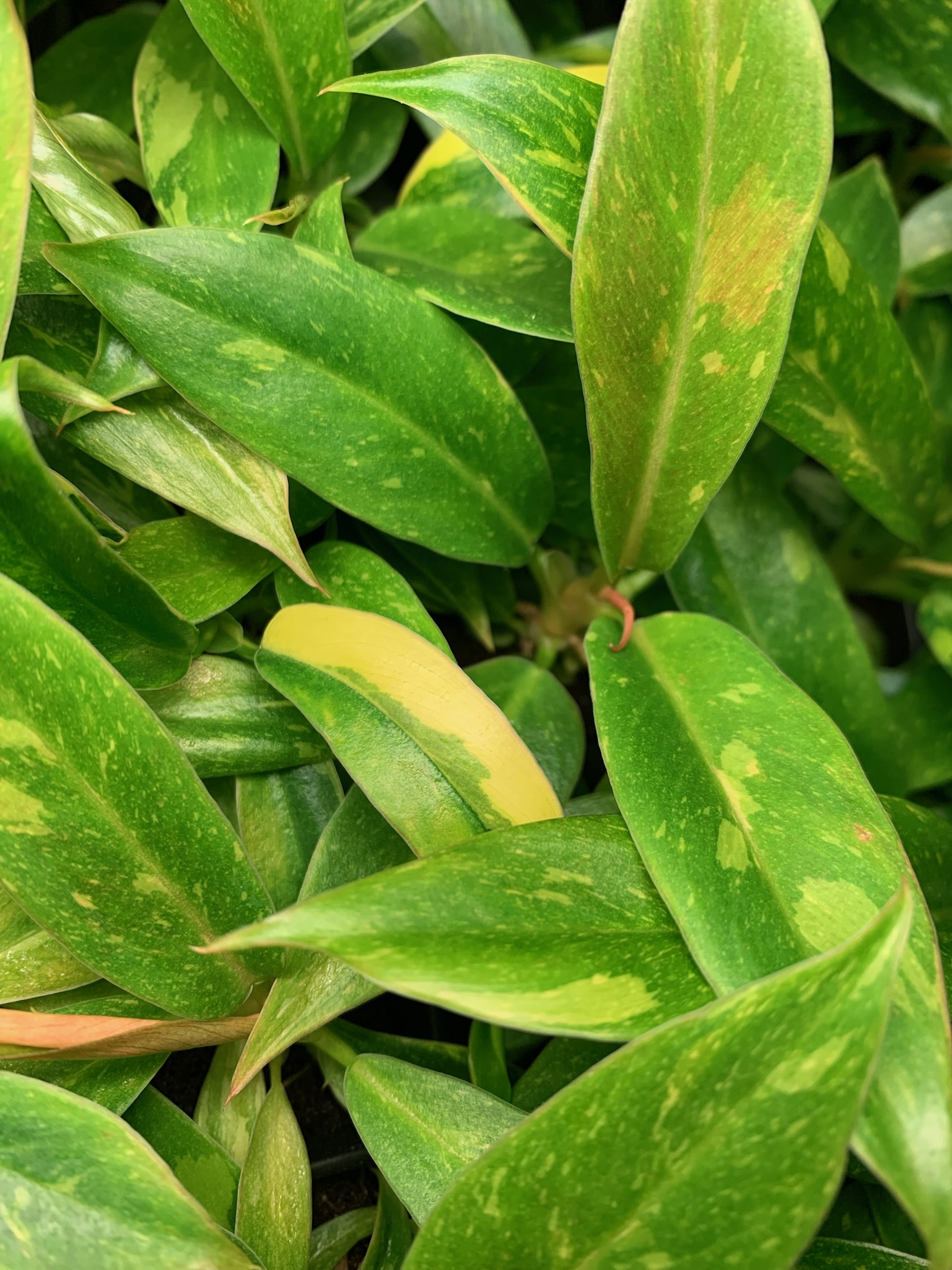 Philodendron Ring of Fire - Image 6