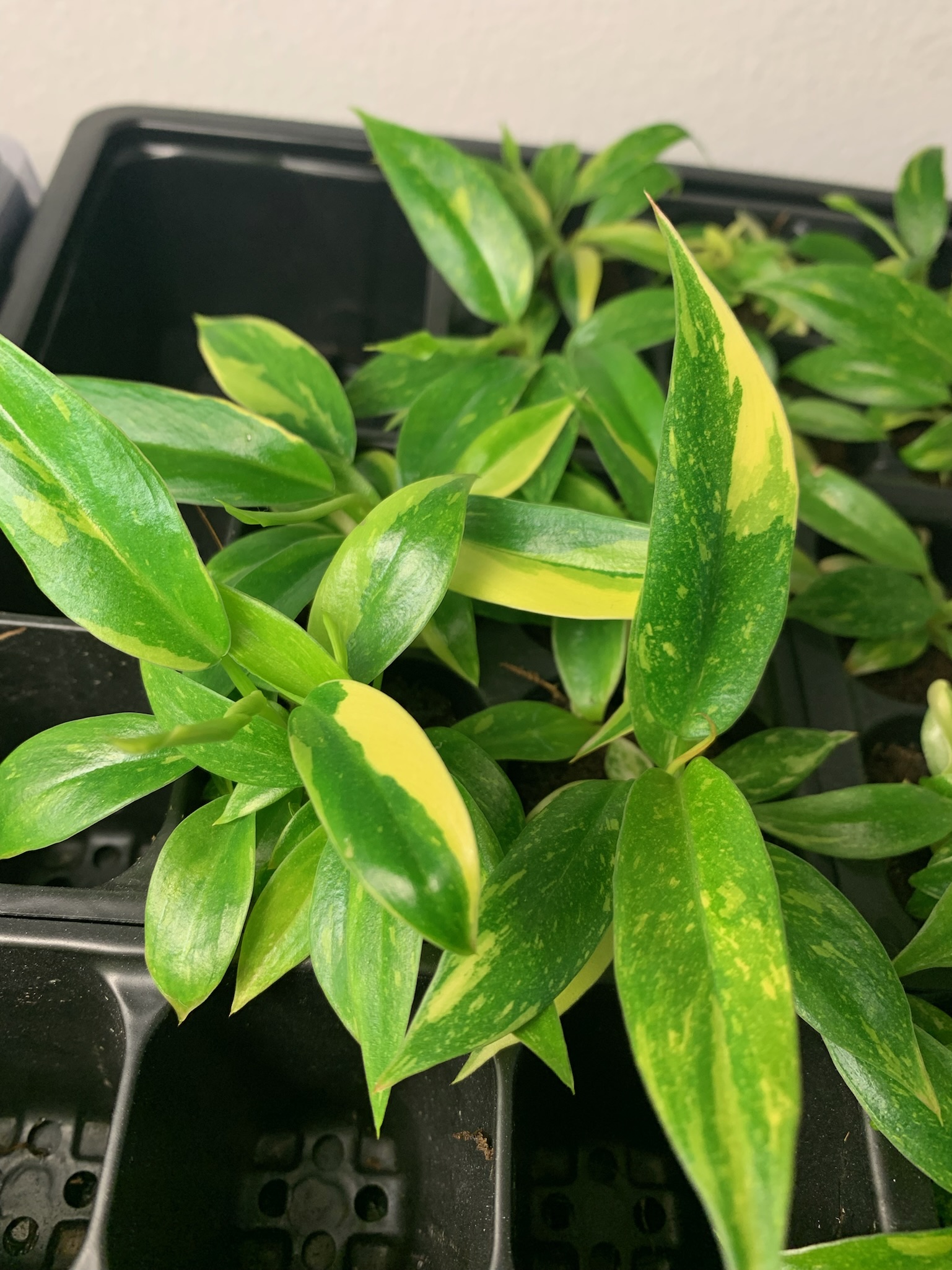 Philodendron Ring of Fire - Image 5