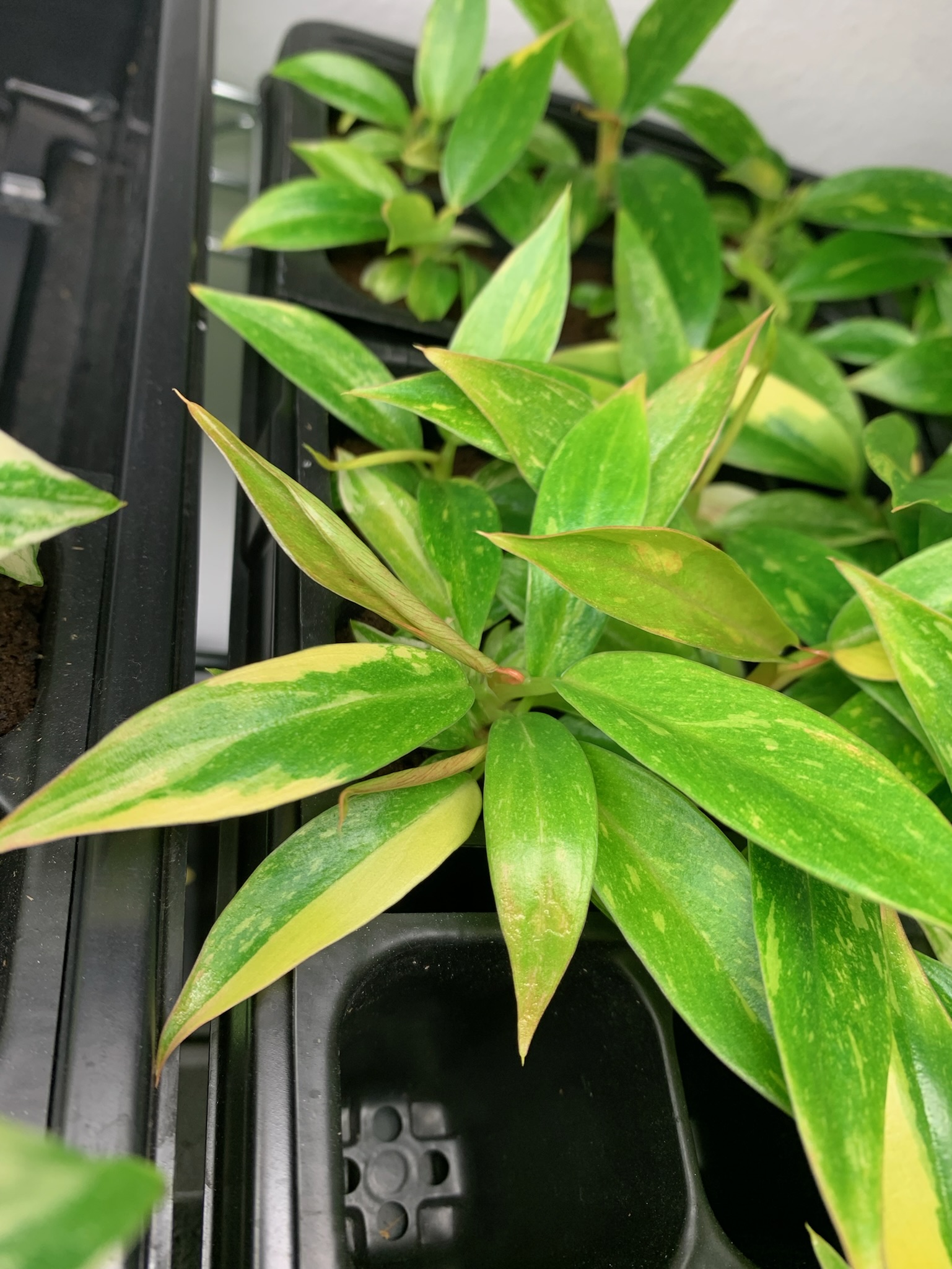 Philodendron Ring of Fire - Image 8