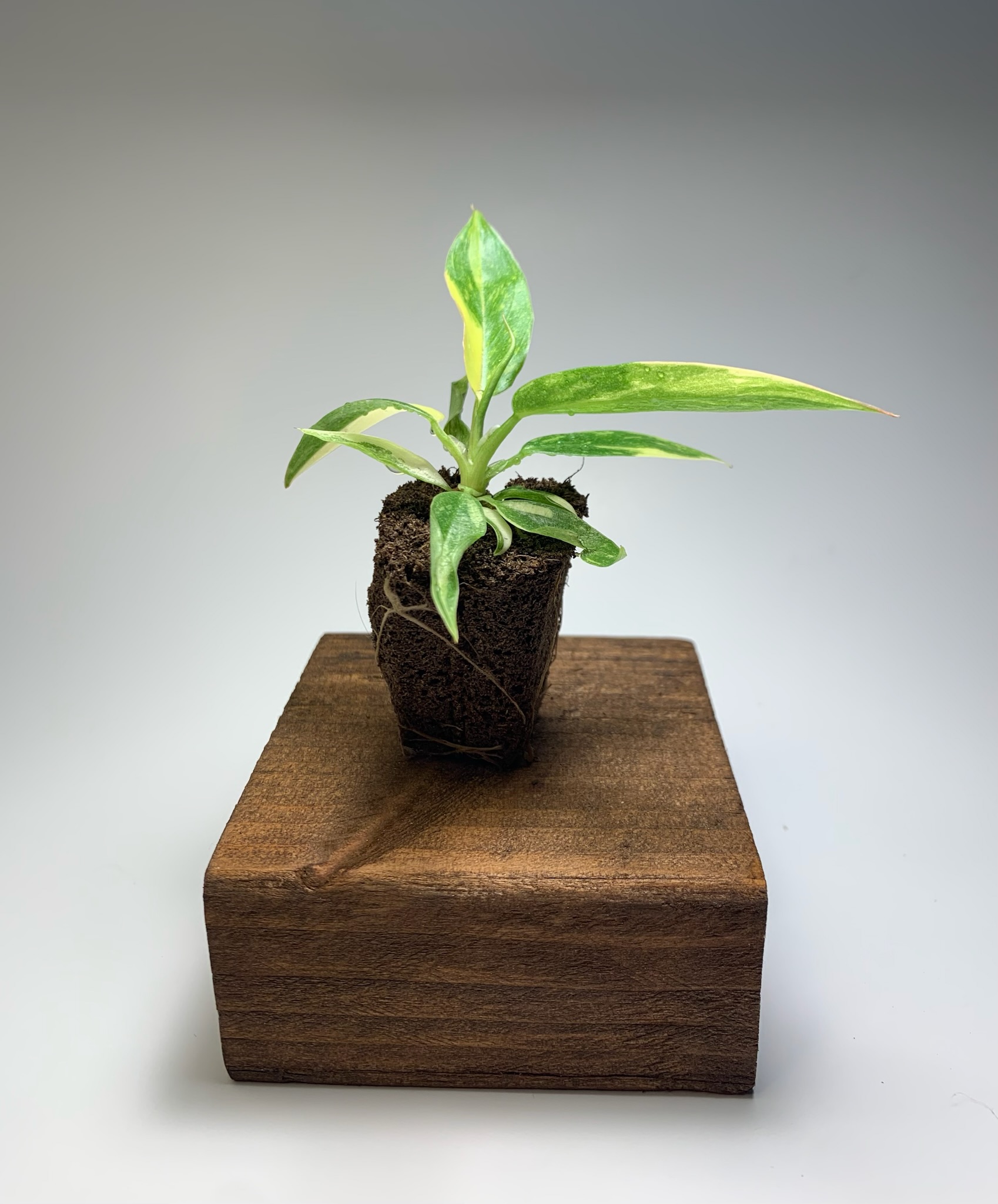 Philodendron Ring of Fire - Image 3