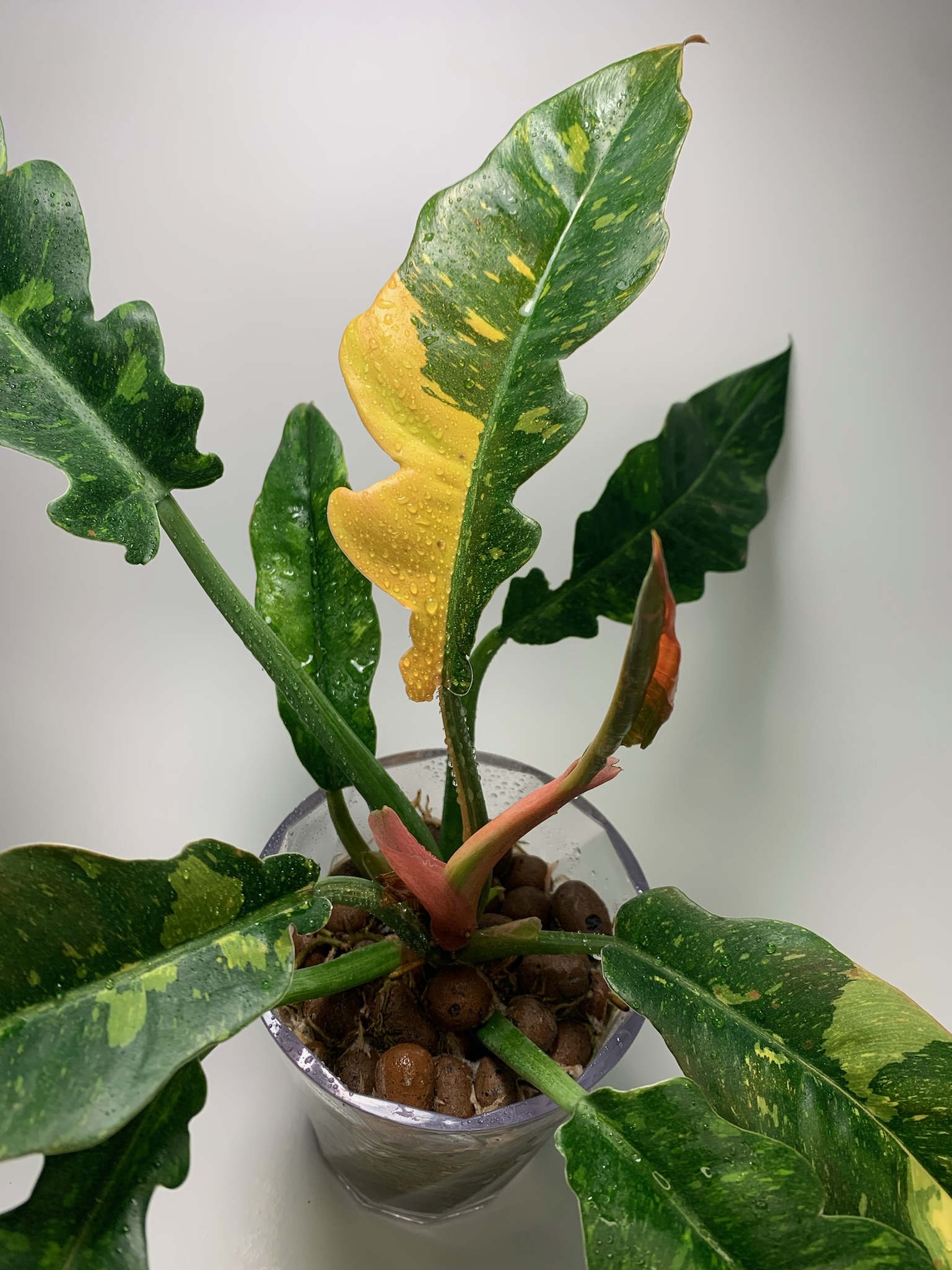 Philodendron Ring of Fire - Image 9