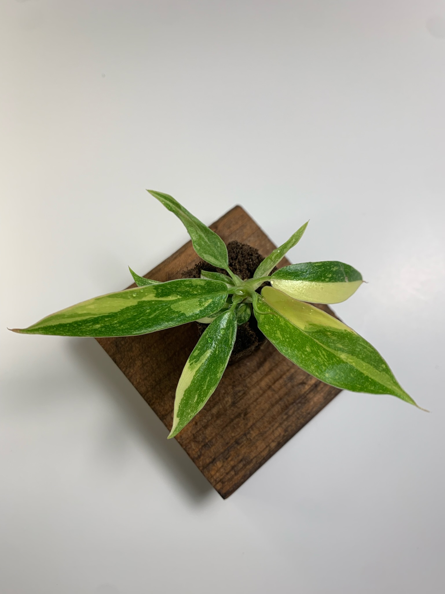 Philodendron Ring of Fire - Image 2