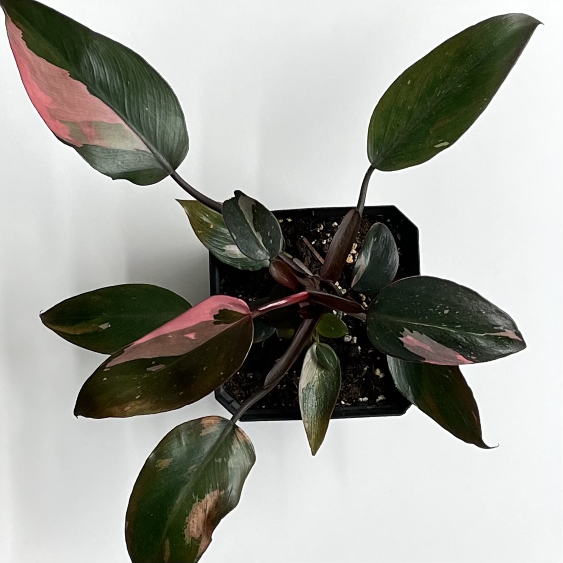 Philodendron Pink Princess - Image 5