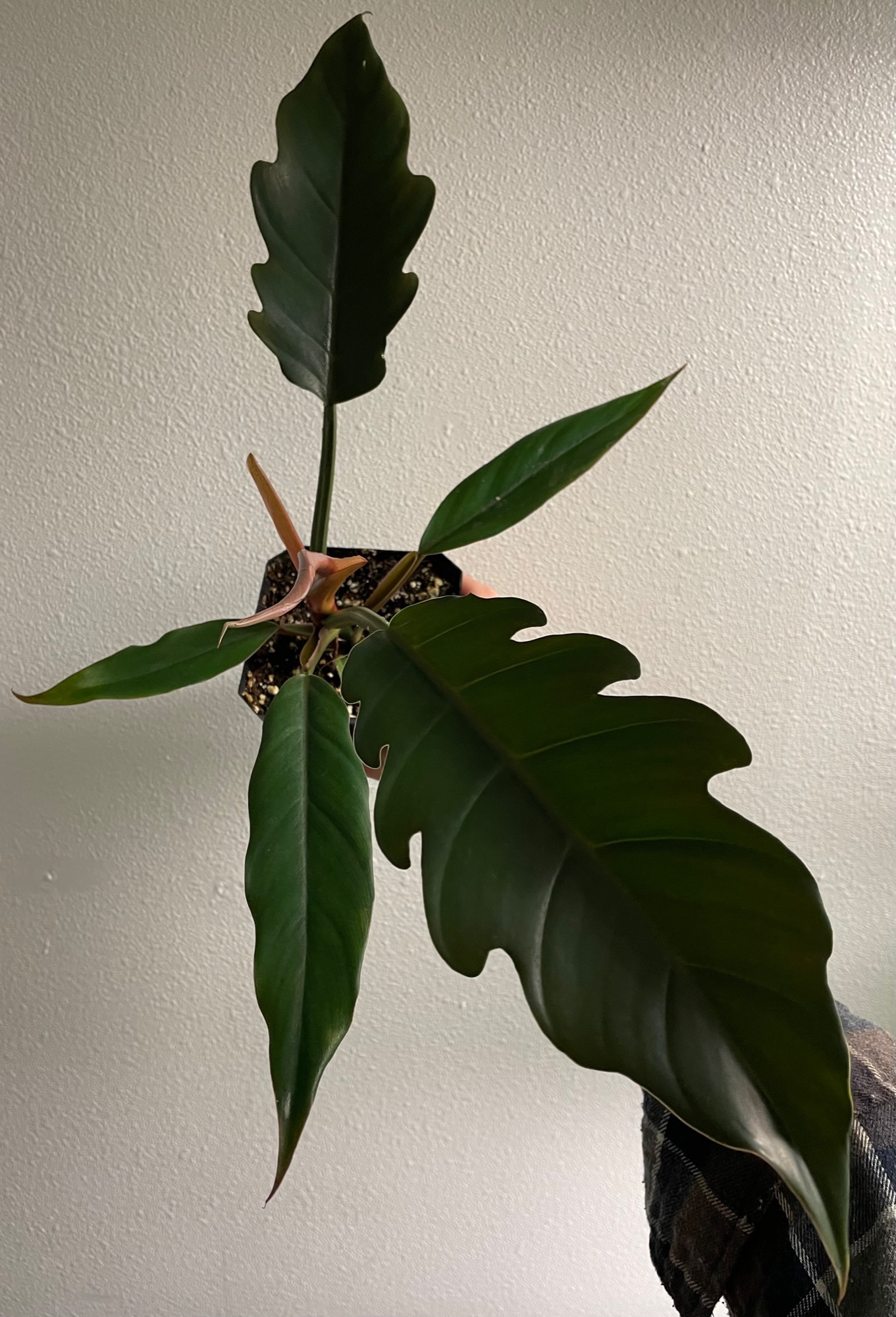 Philodendron Caramel Marble/Pluto - Image 4