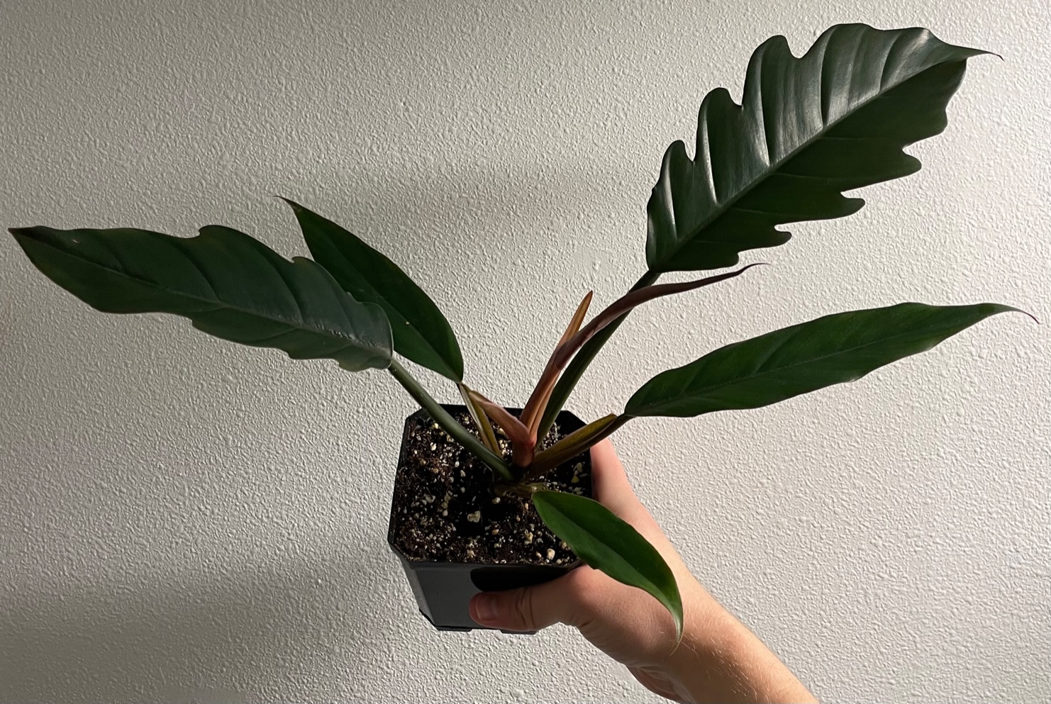 Philodendron Caramel Marble/Pluto - Image 6