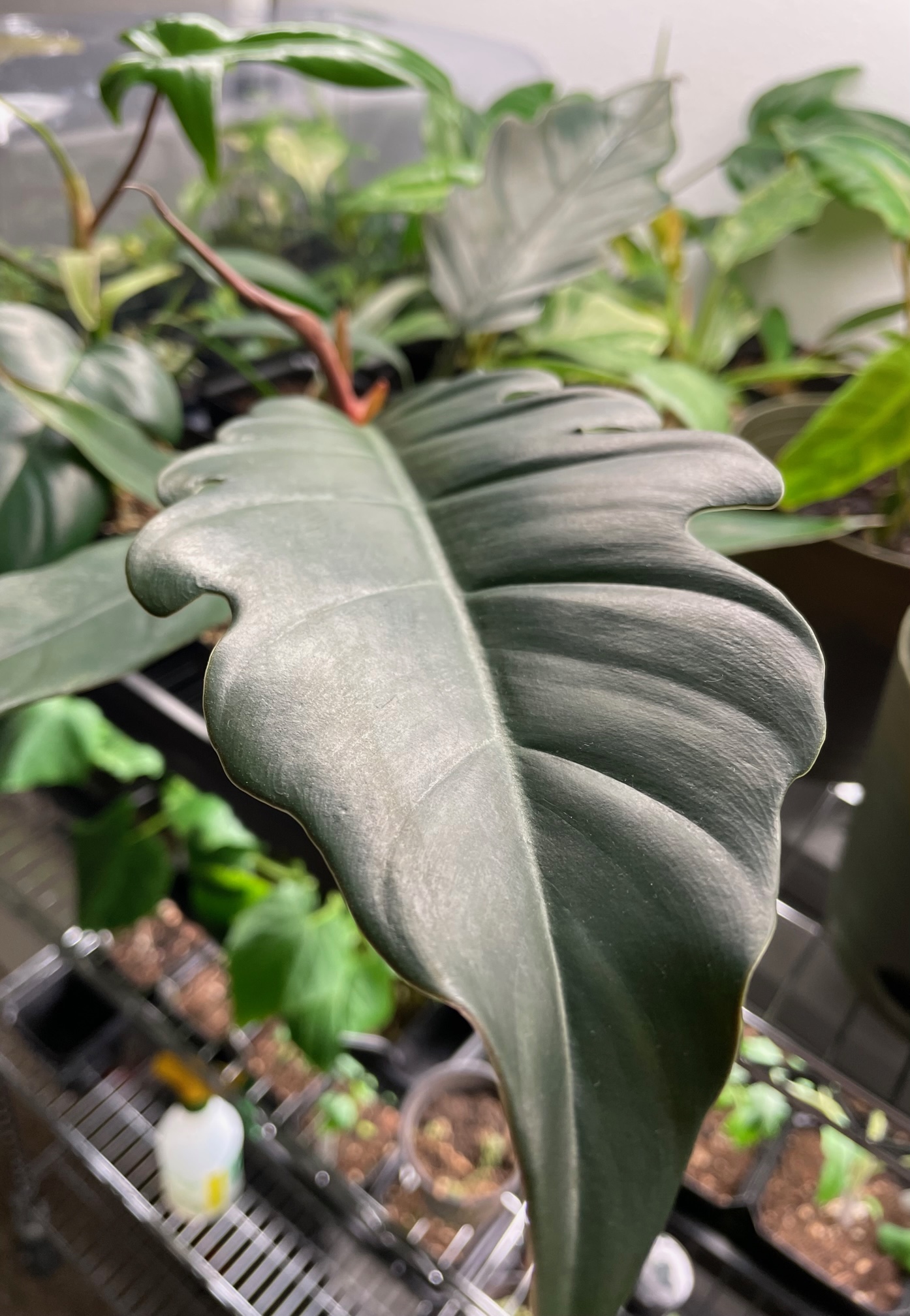 Philodendron Caramel Marble/Pluto - Image 5