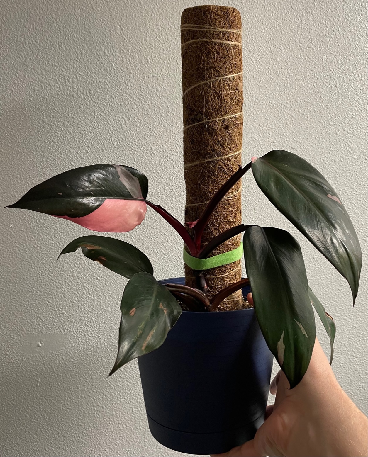 Philodendron Pink Princess - Image 6