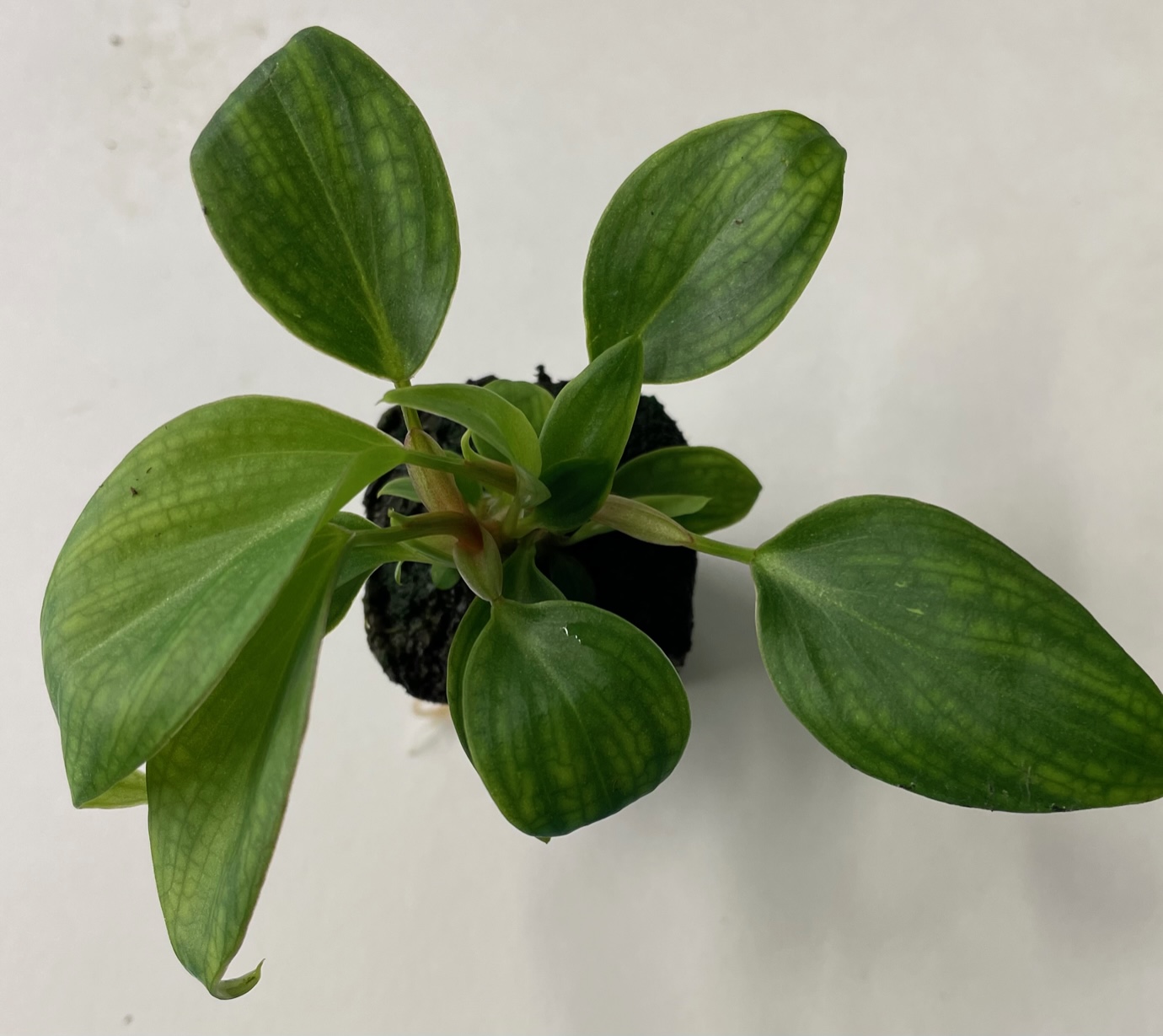 Philodendron Fuzzy Petiole - Image 2