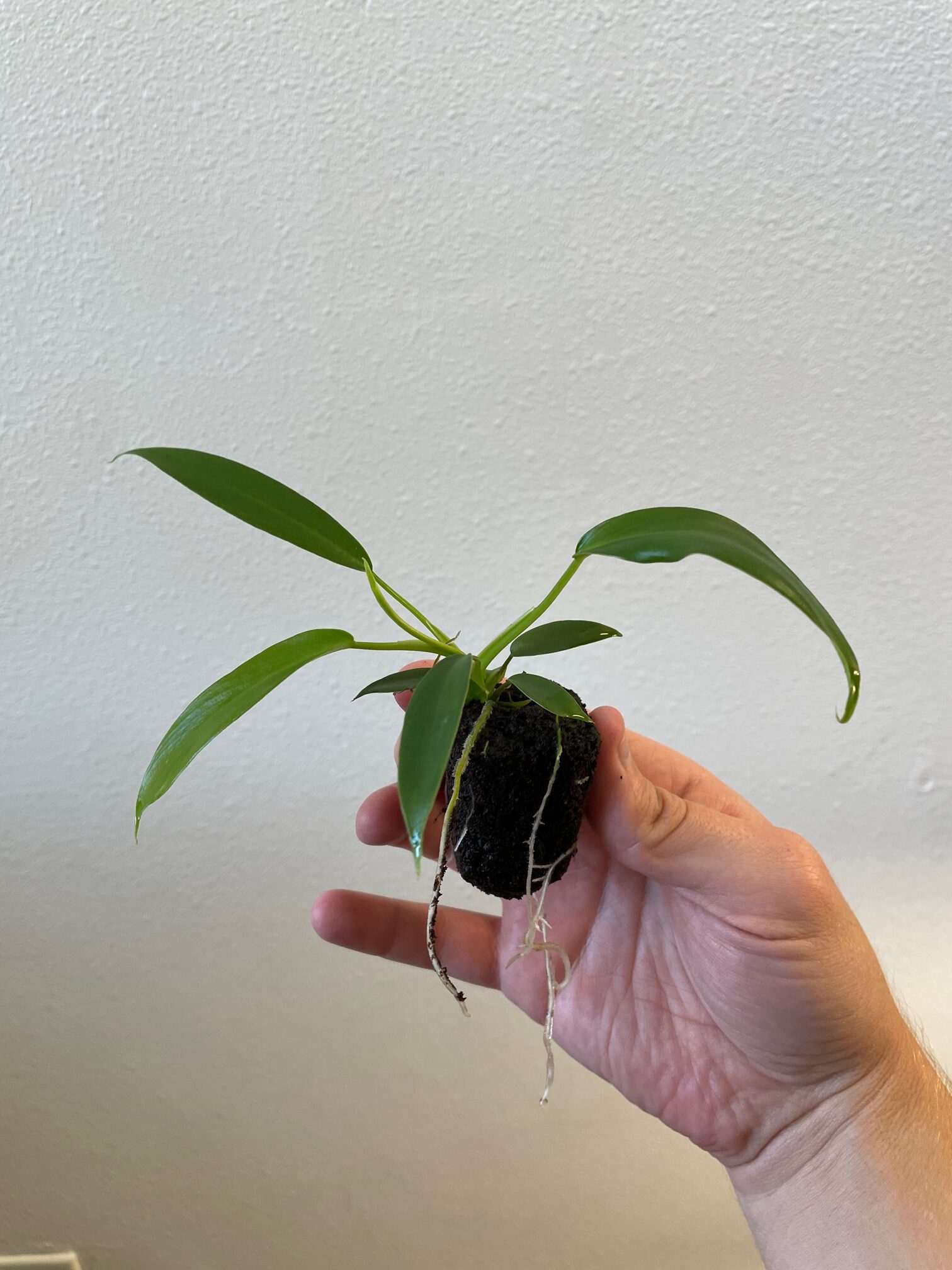 Philodendron Joepii - Image 2