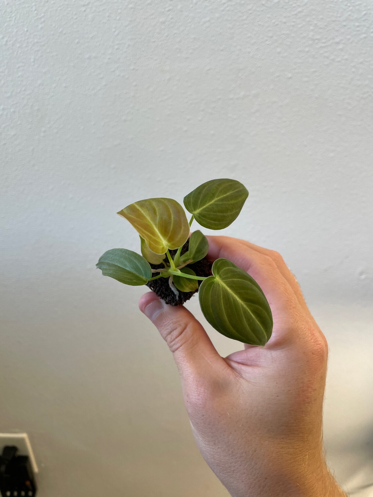Philodendron Melanochrysum - Image 2