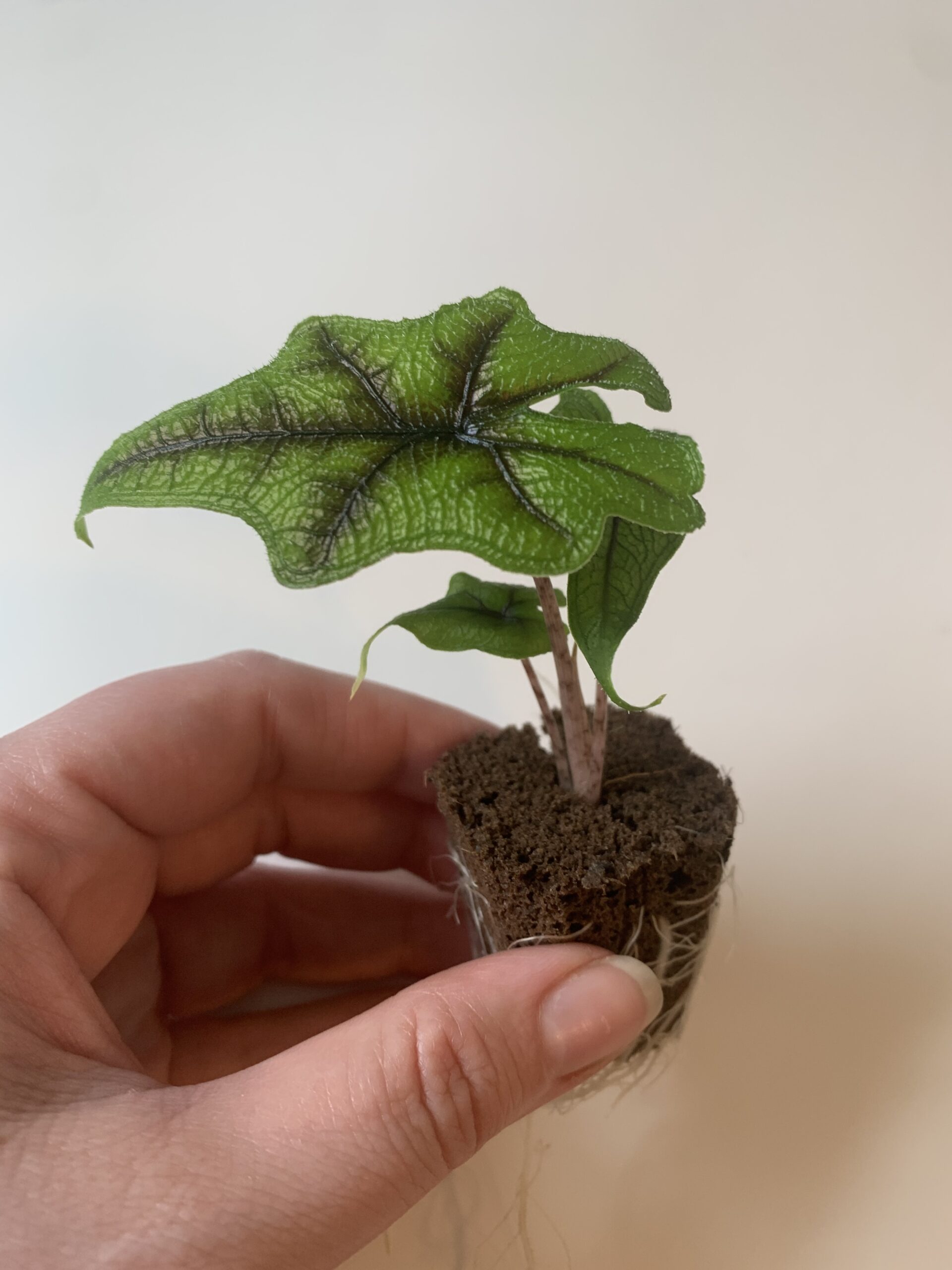 Alocasia Tandurusa/Jacklyn - Image 5