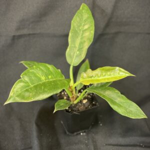 Philodendron Ring of Fire