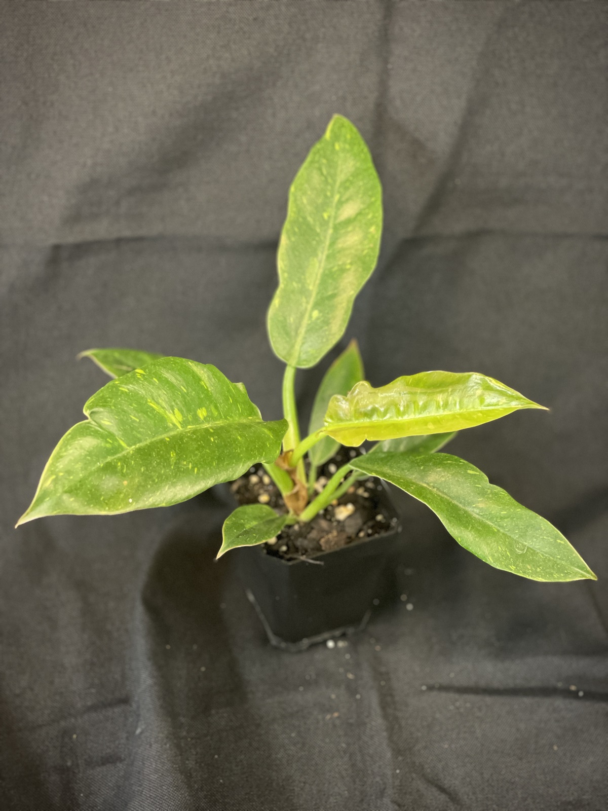 Philodendron Ring of Fire