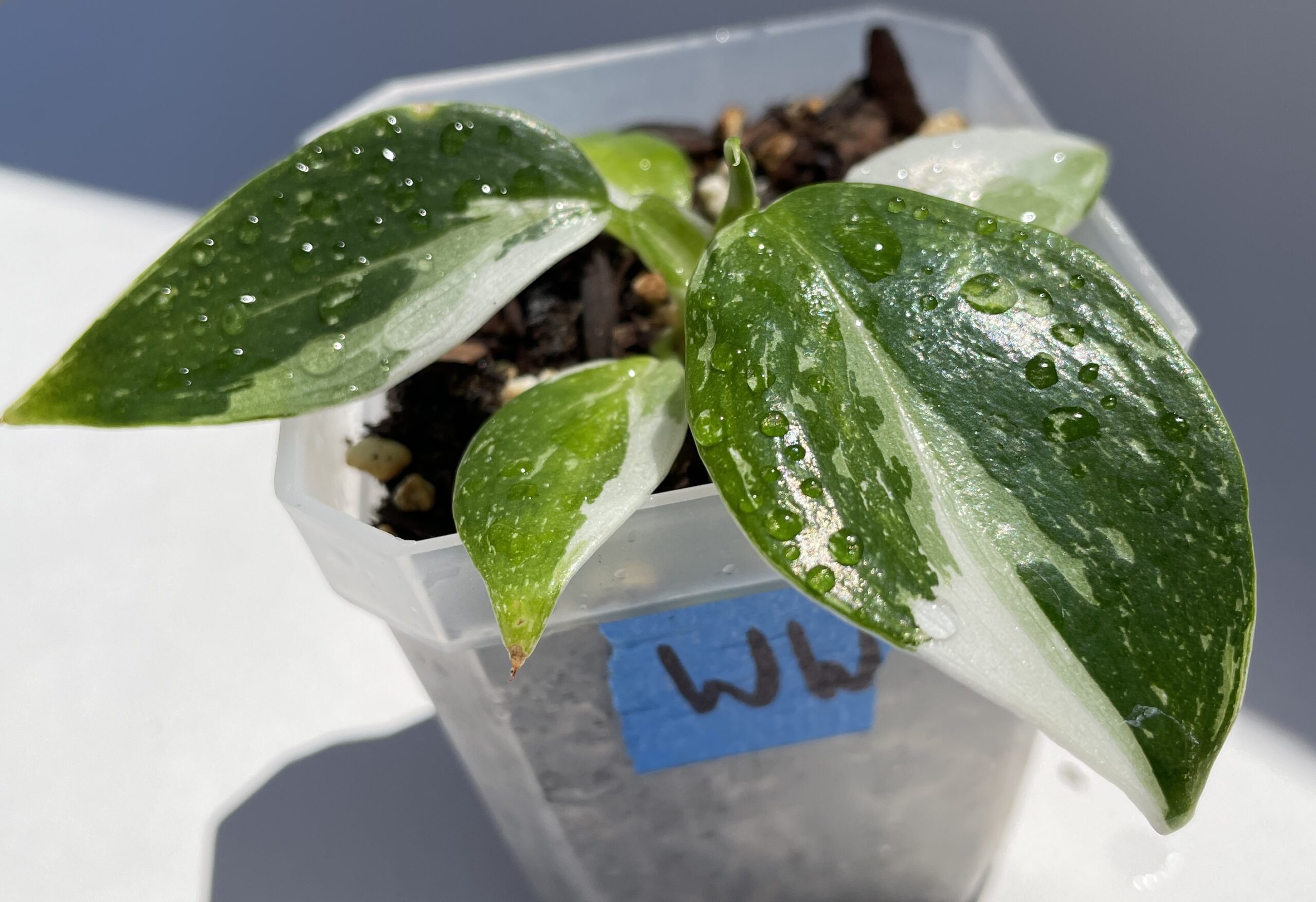 Philodendron White Wizard - Image 2