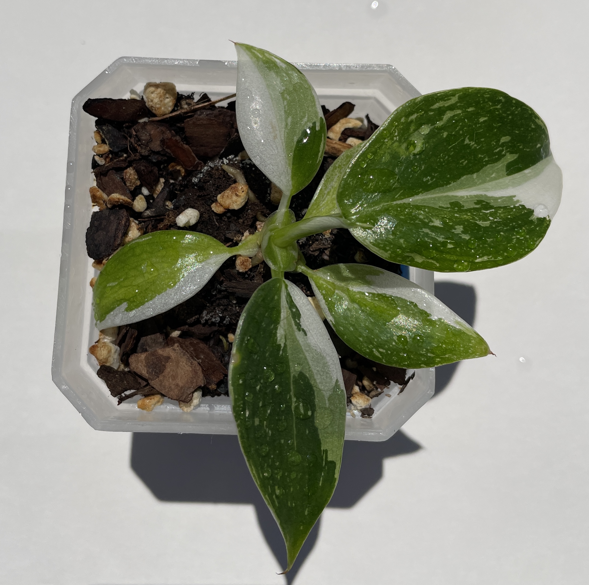 Philodendron White Wizard - Image 4