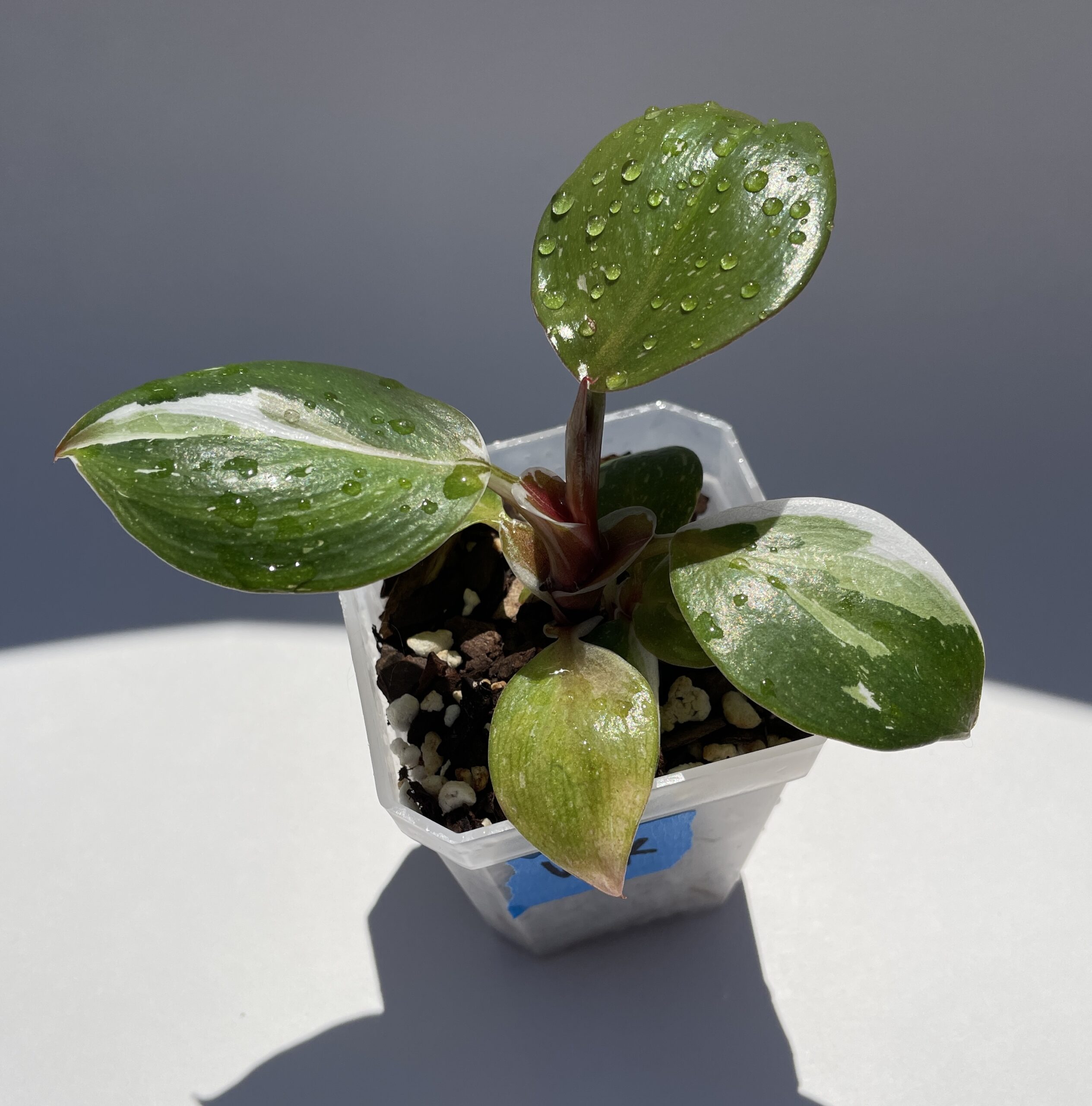 Philodendron White Knight - Image 2