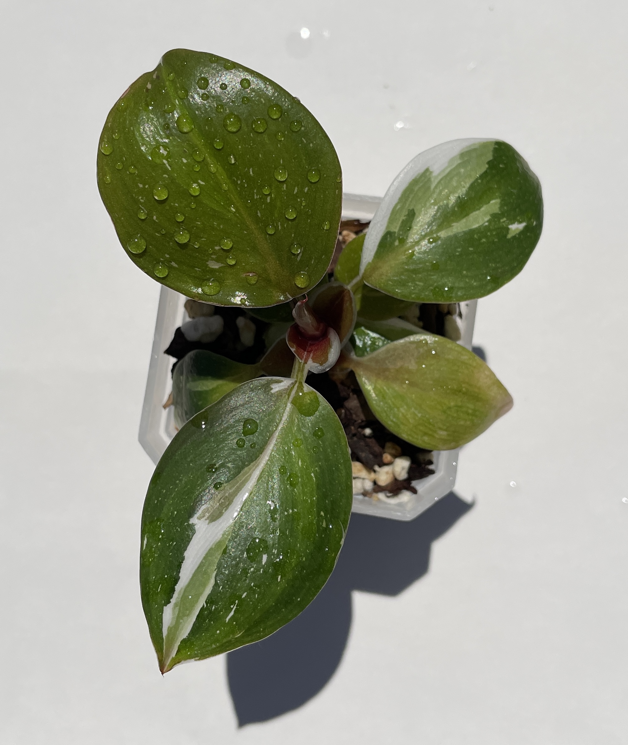 Philodendron White Knight - Image 3