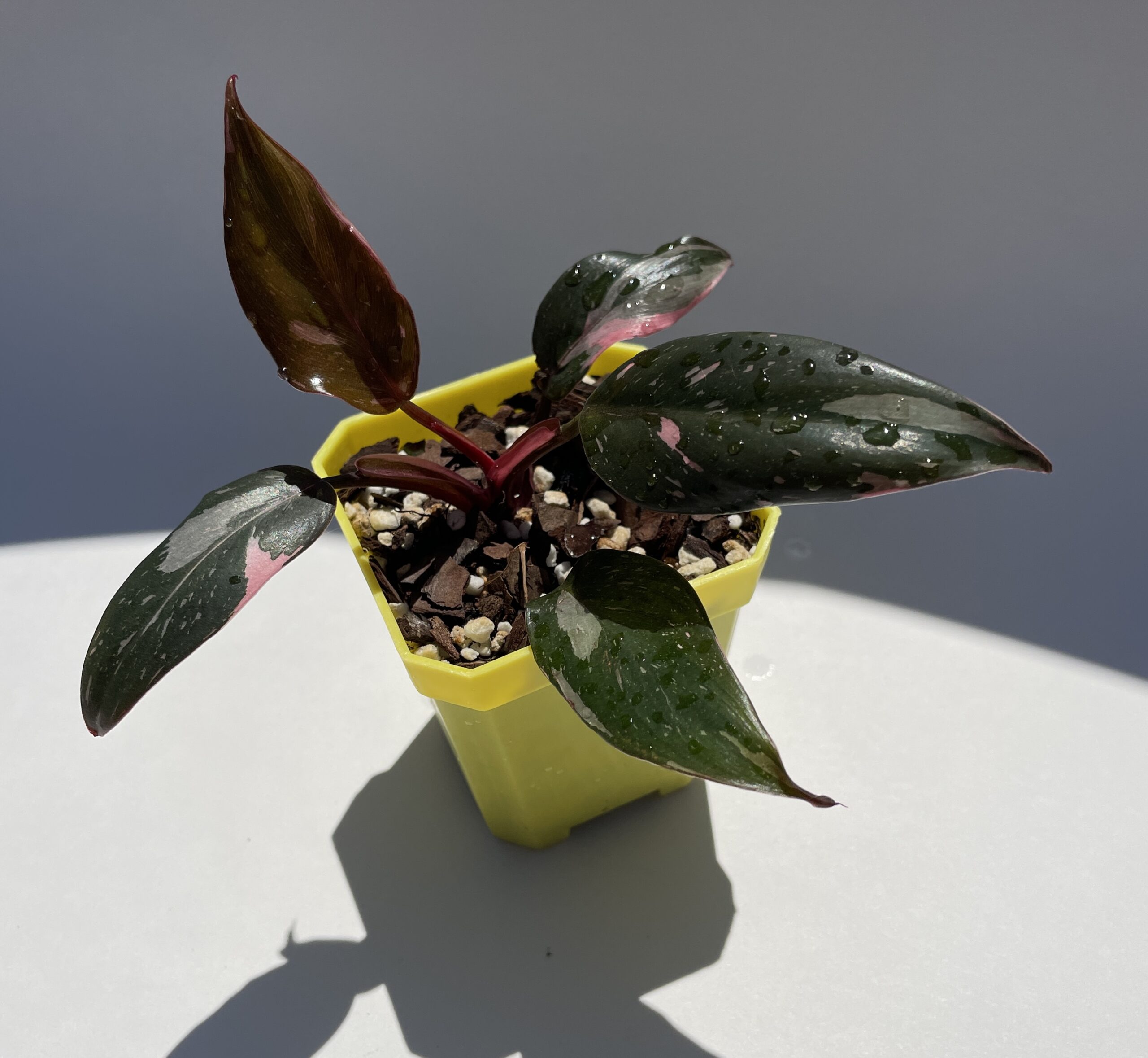 Philodendron Pink Princess - Image 8
