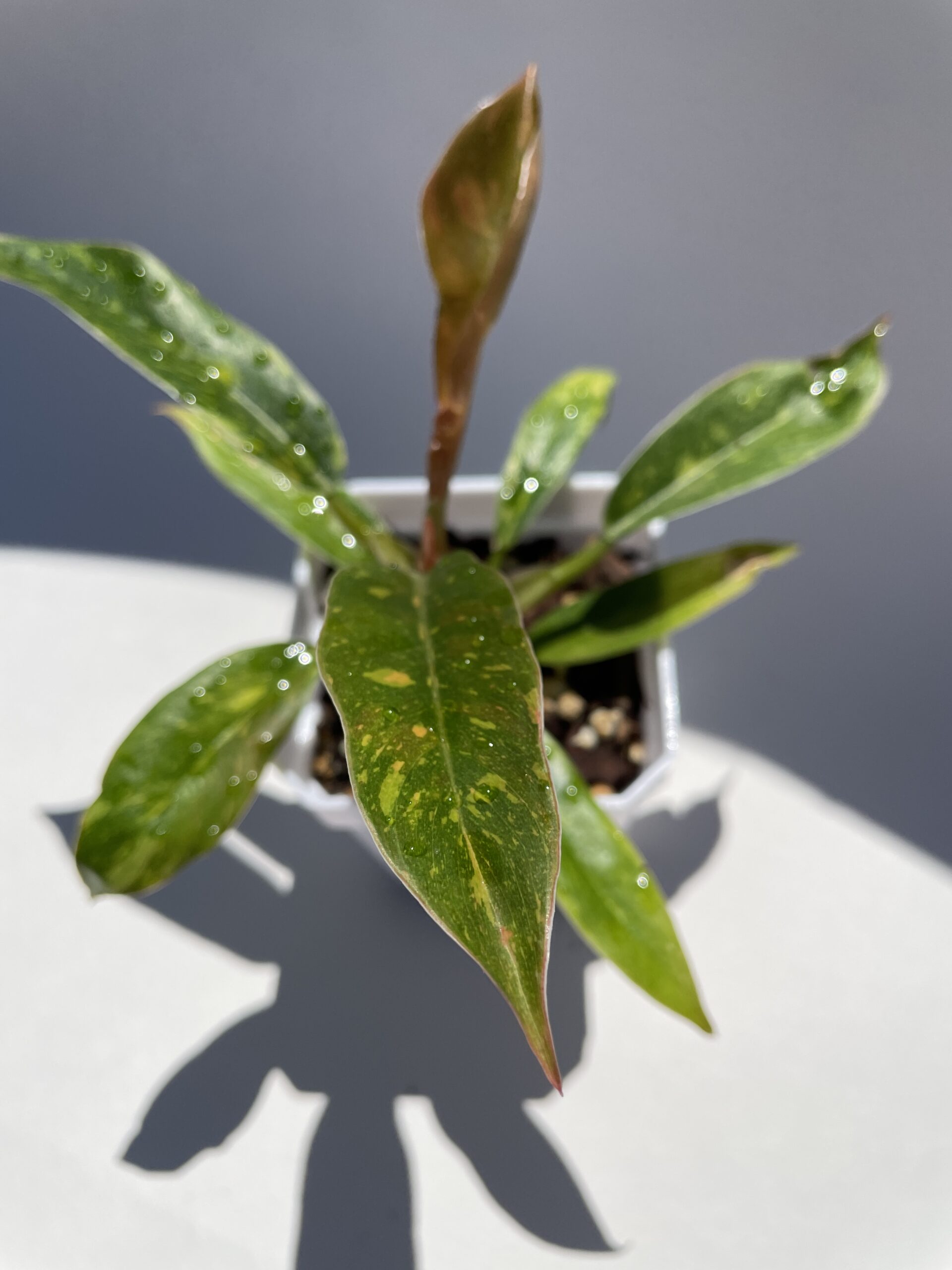 Philodendron Ring of Fire - Image 10