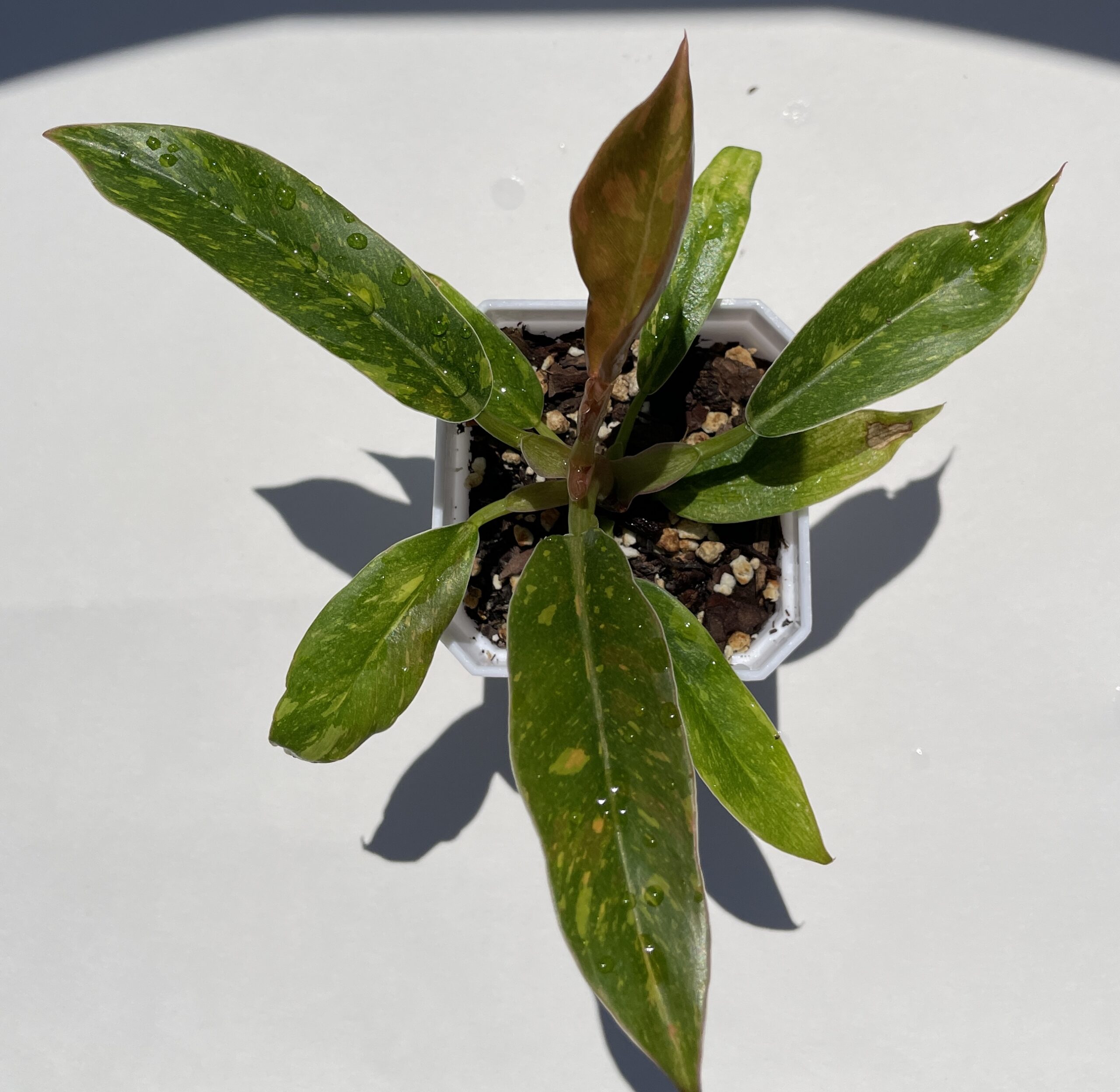 Philodendron Ring of Fire - Image 11