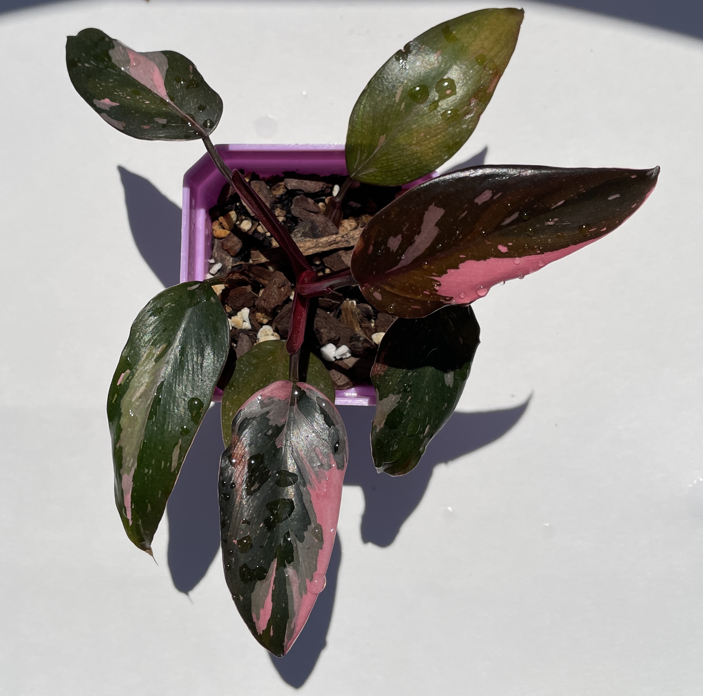 Philodendron Pink Princess - Image 3