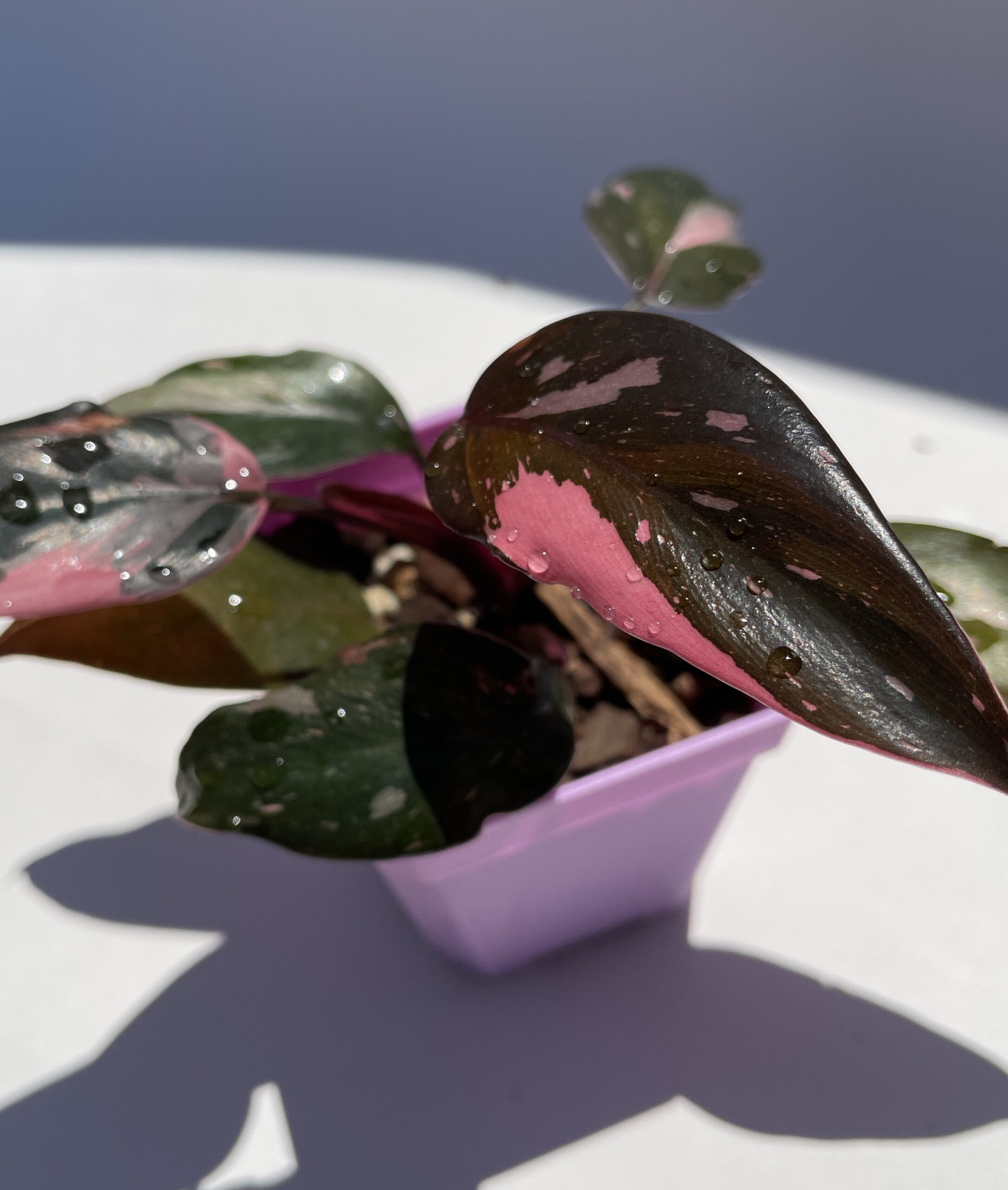 Philodendron Pink Princess - Image 9
