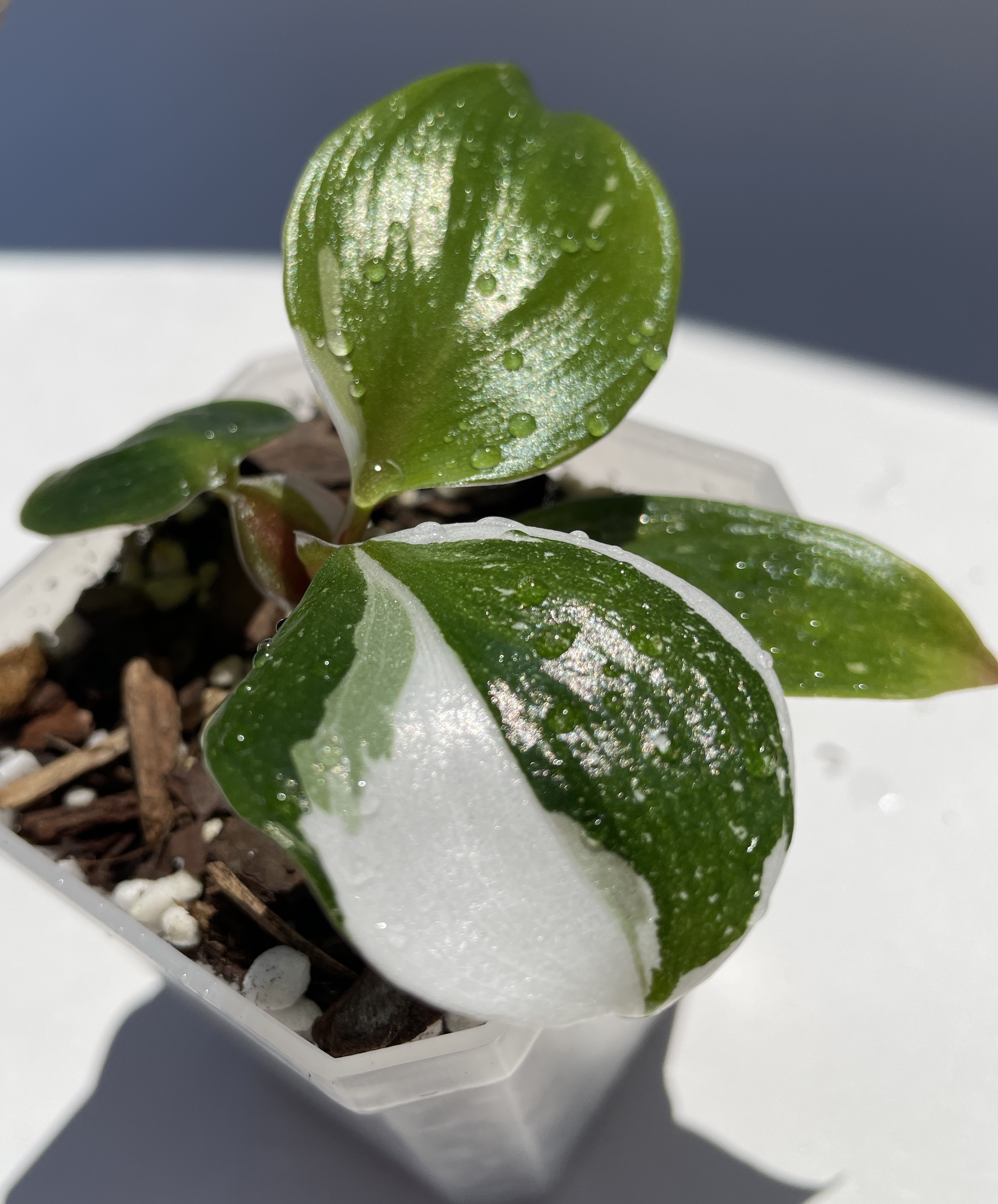 Philodendron White Knight - Image 4