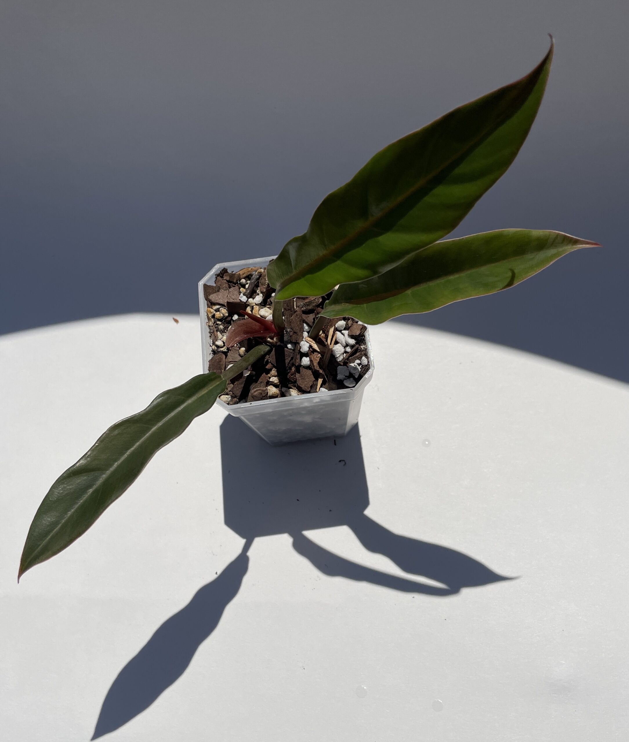 Philodendron Caramel Marble/Pluto - Image 8