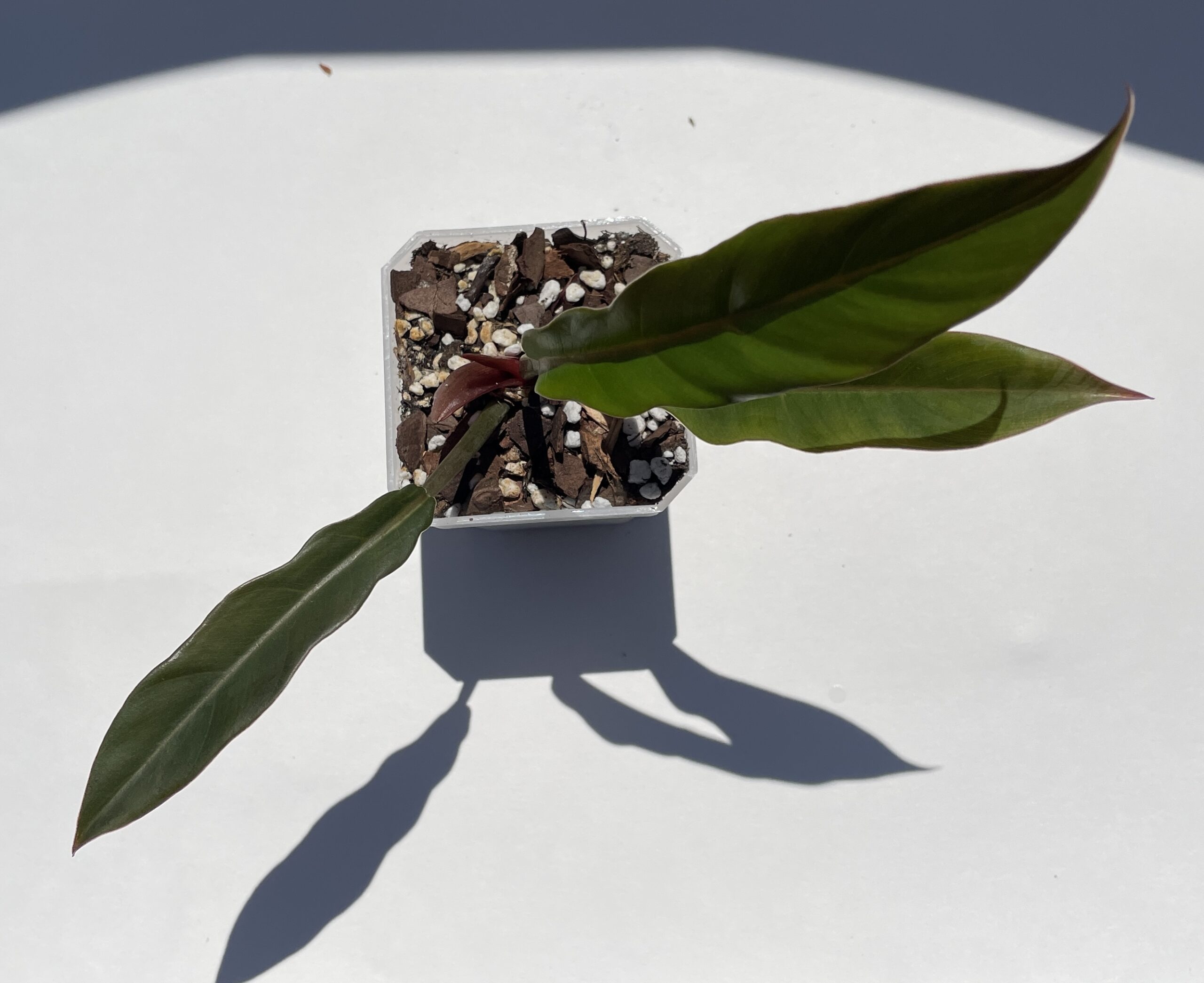 Philodendron Caramel Marble/Pluto - Image 7