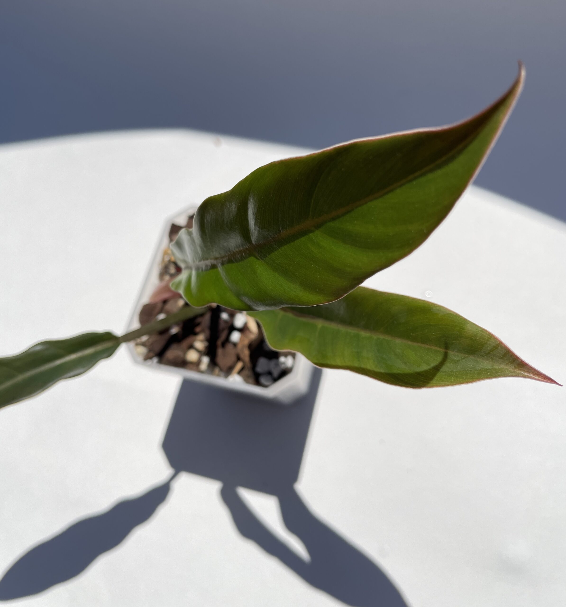 Philodendron Caramel Marble/Pluto - Image 3