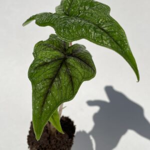 Alocasia Tandurusa/Jacklyn