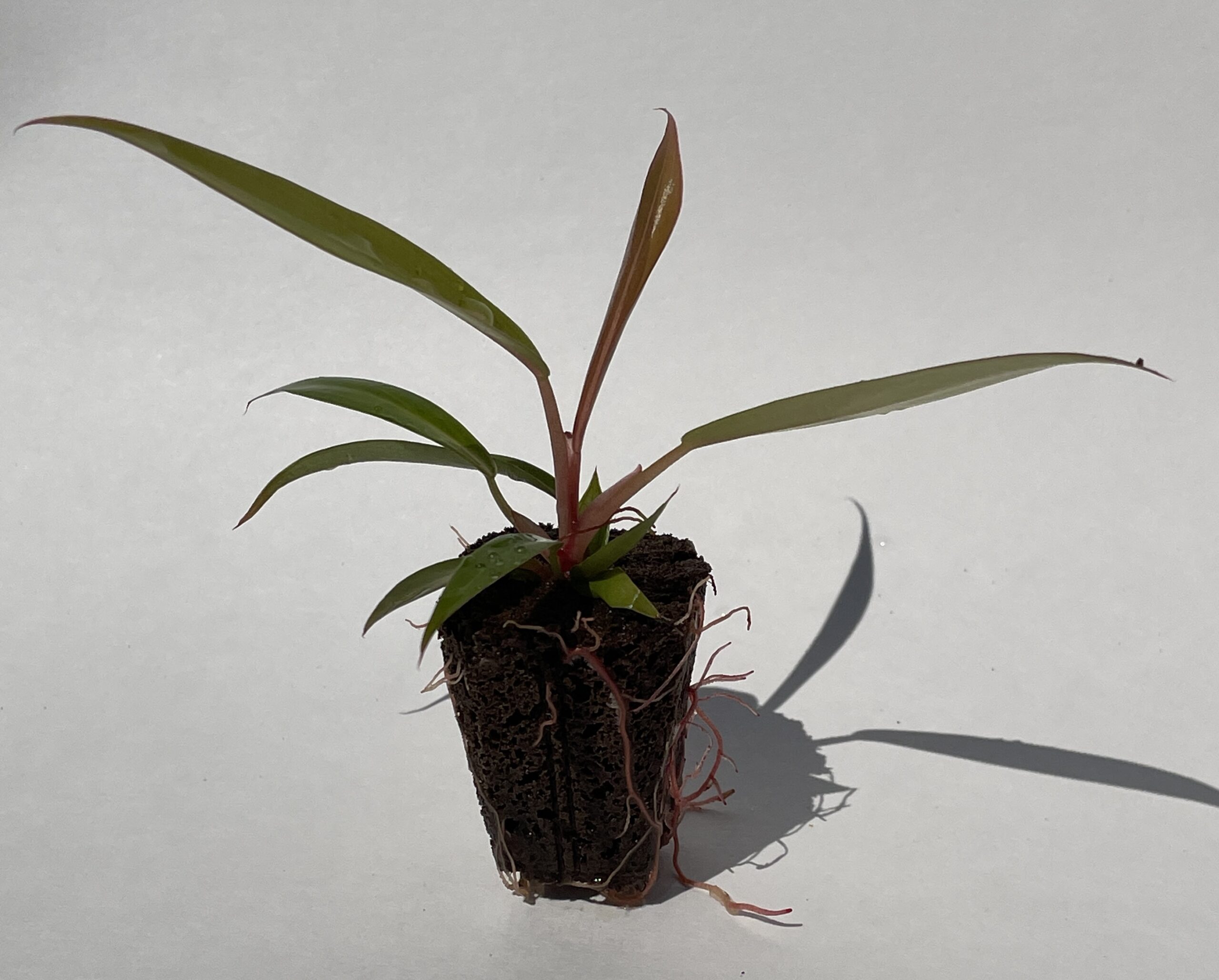 Philodendron Caramel Marble/Pluto - Image 2