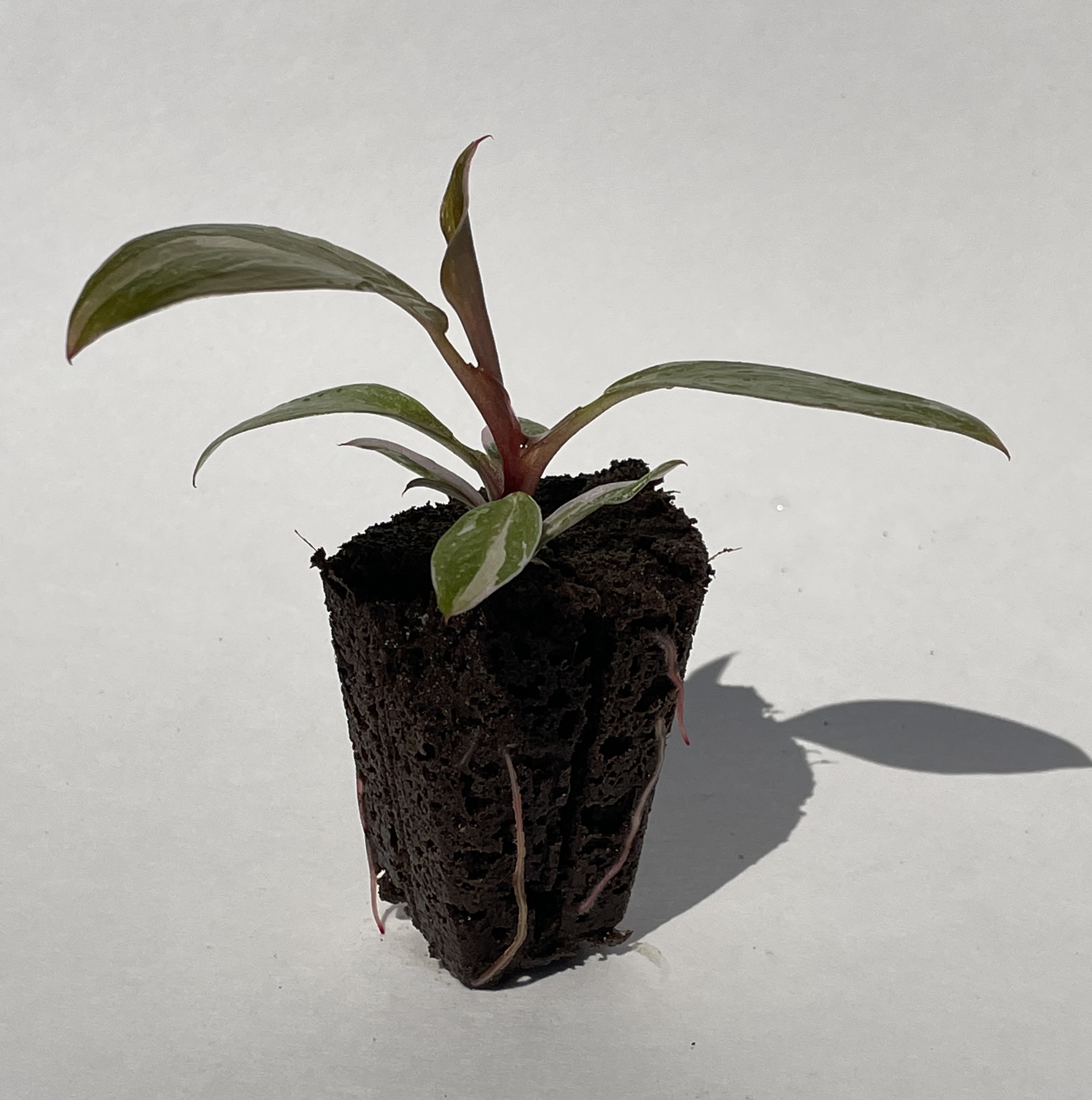 Philodendron Pink Princess - Image 4