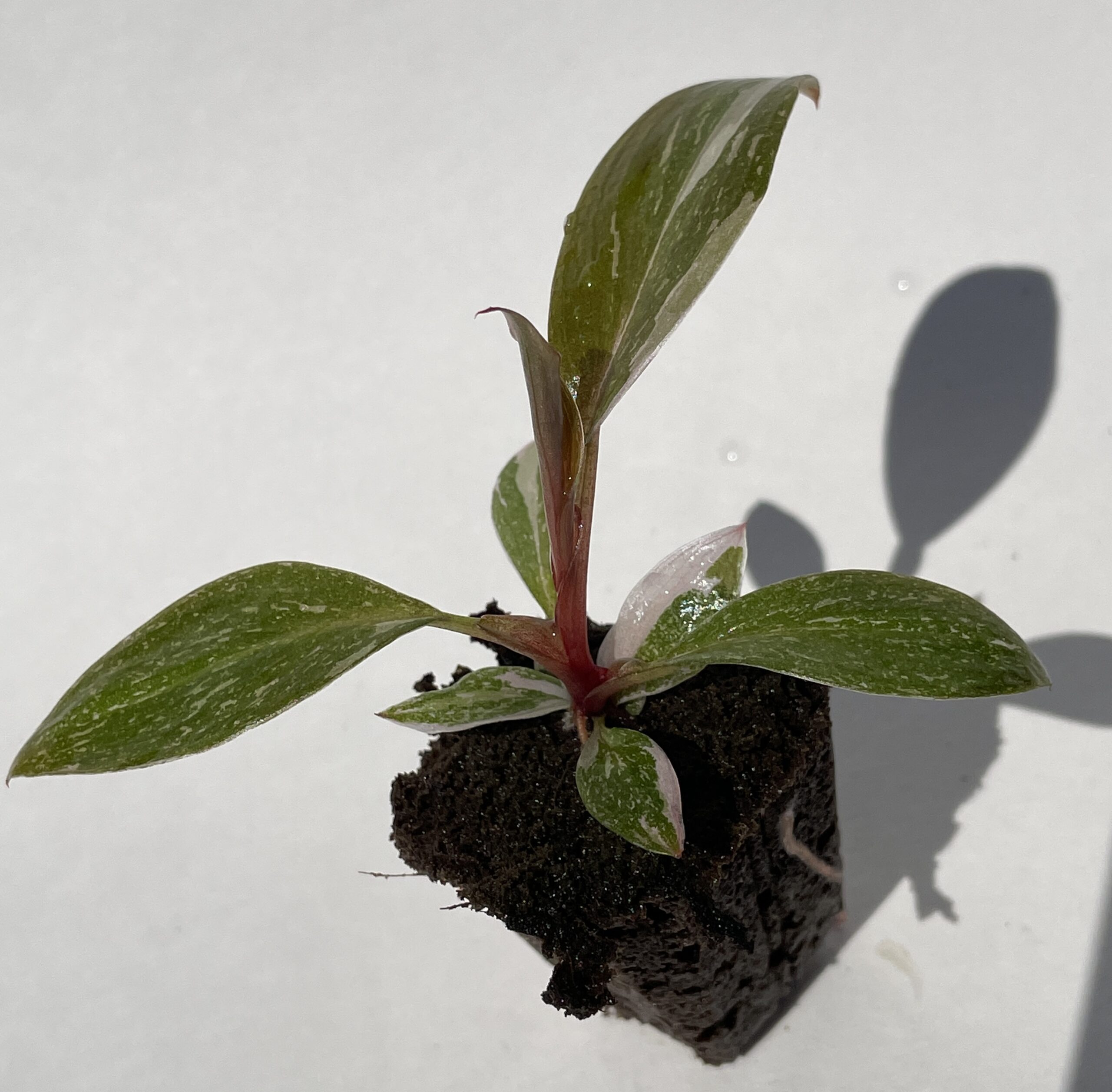 Philodendron Pink Princess - Image 2