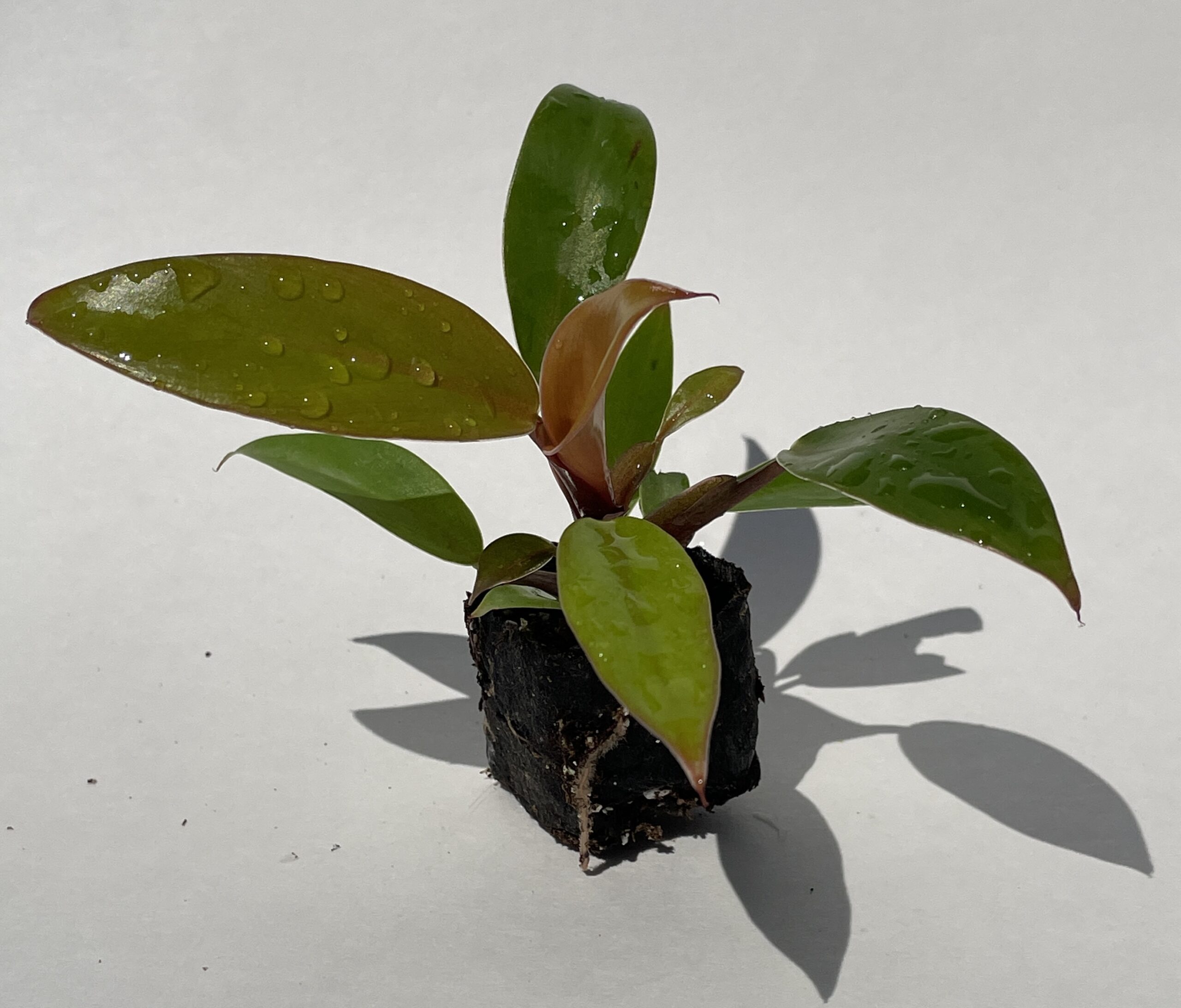 Philodendron Prince of Orange - Image 2