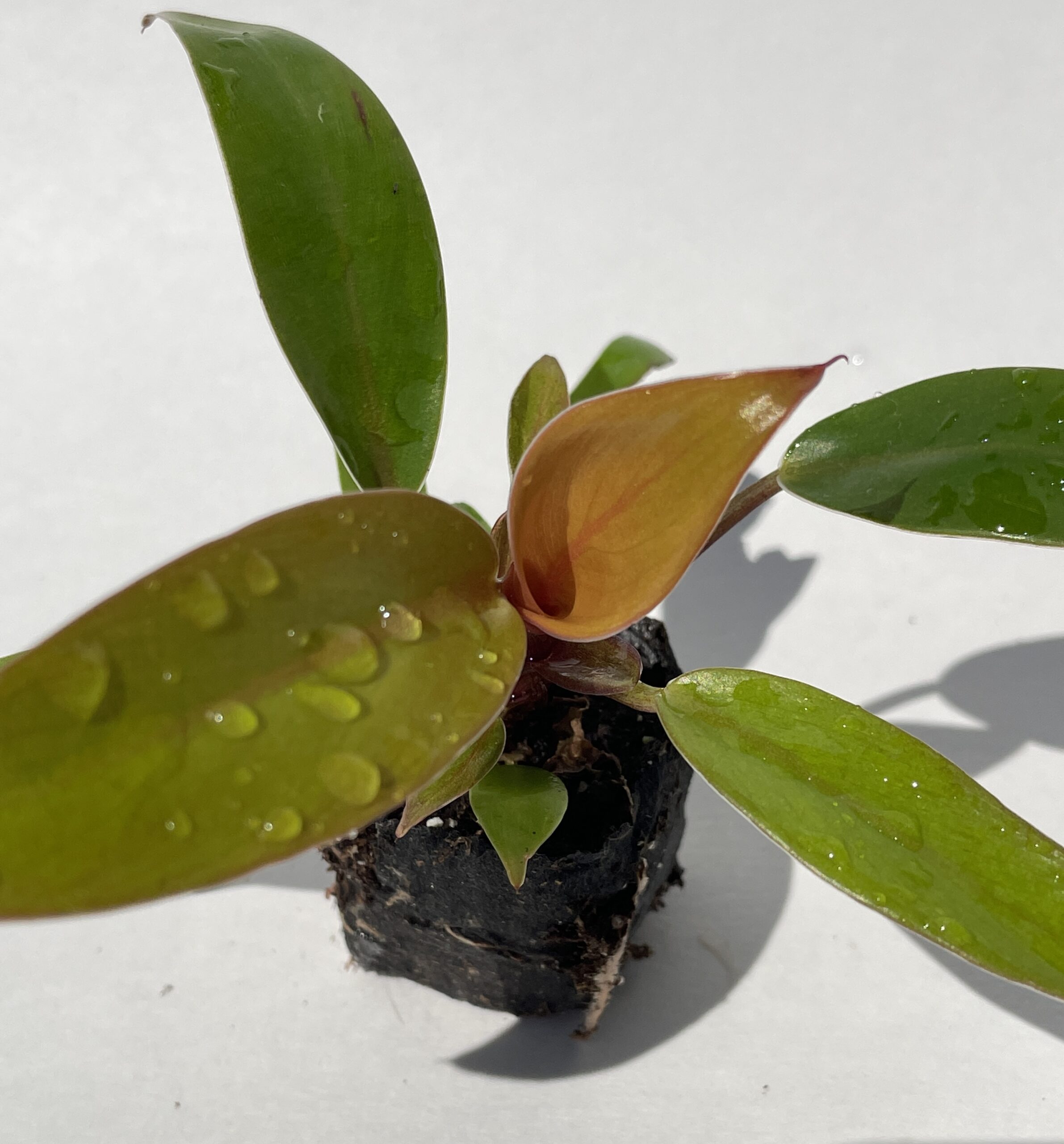 Philodendron Prince of Orange - Image 3