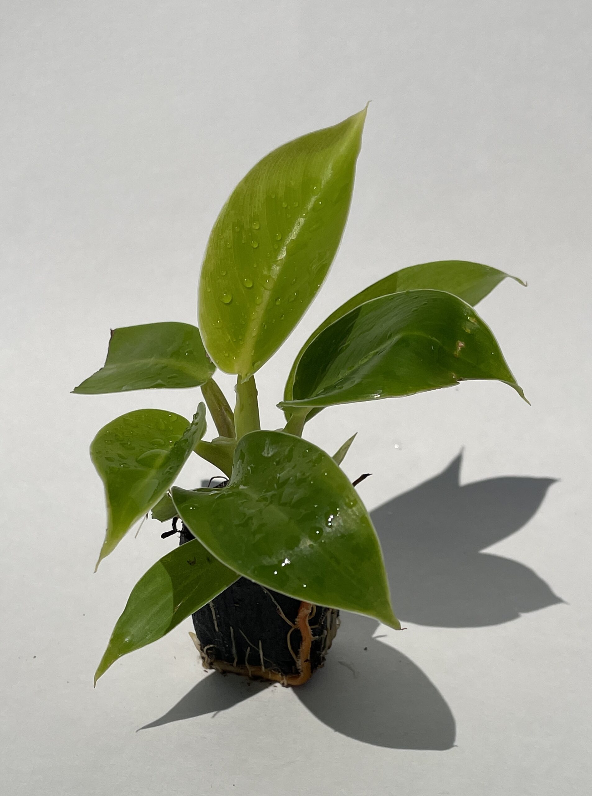 Philodendron Moonlight - Image 2