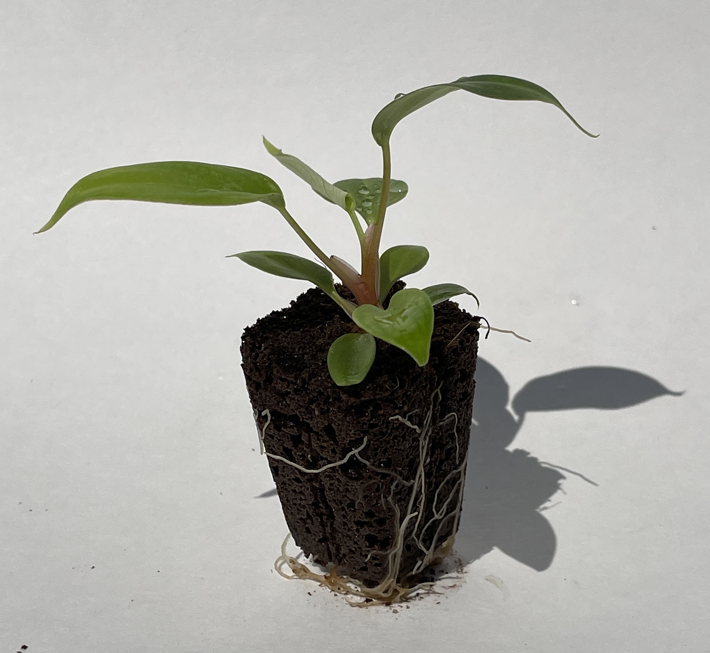 Philodendron Fuzzy Petiole - Image 3