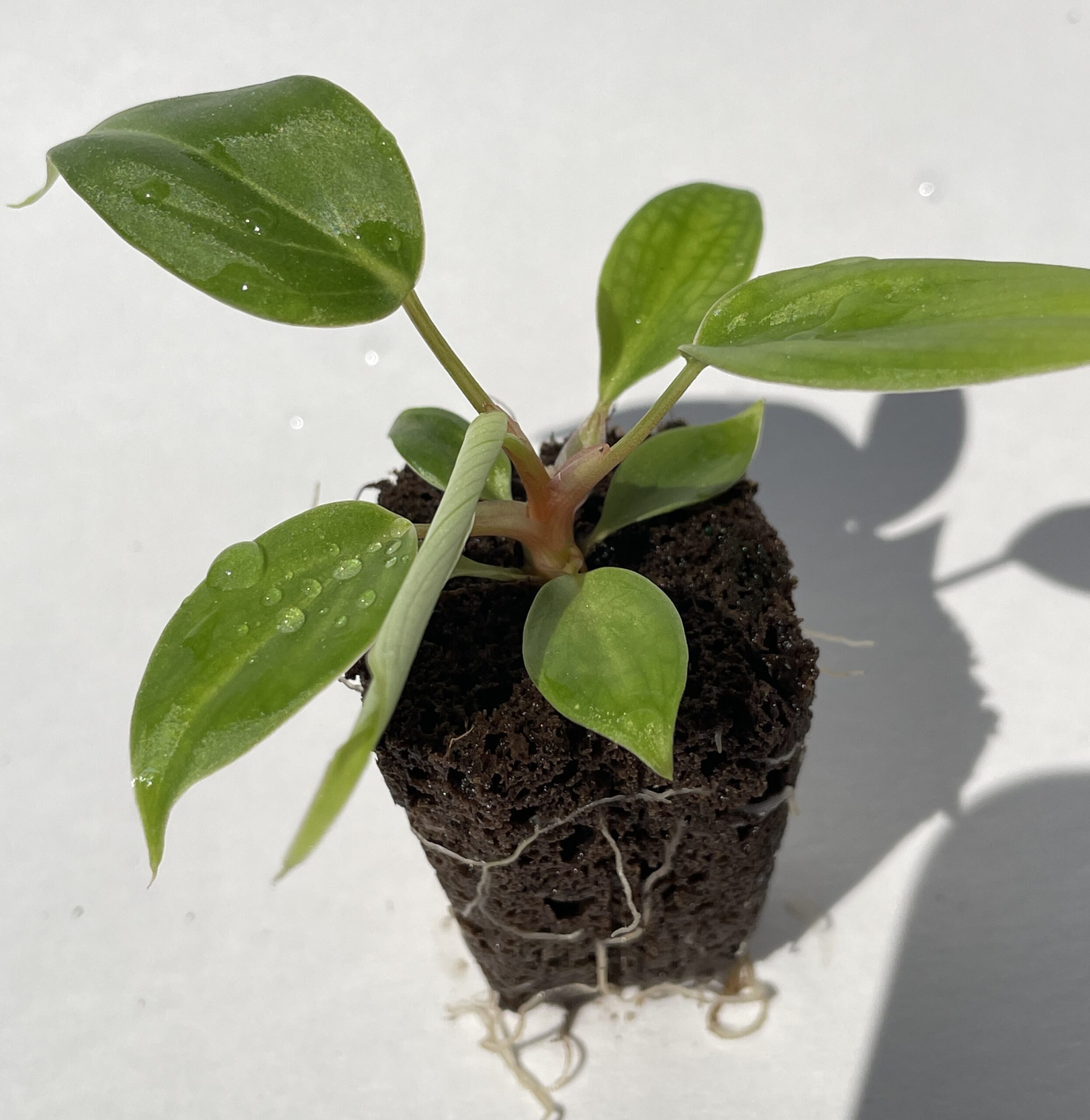 Philodendron Fuzzy Petiole - Image 5
