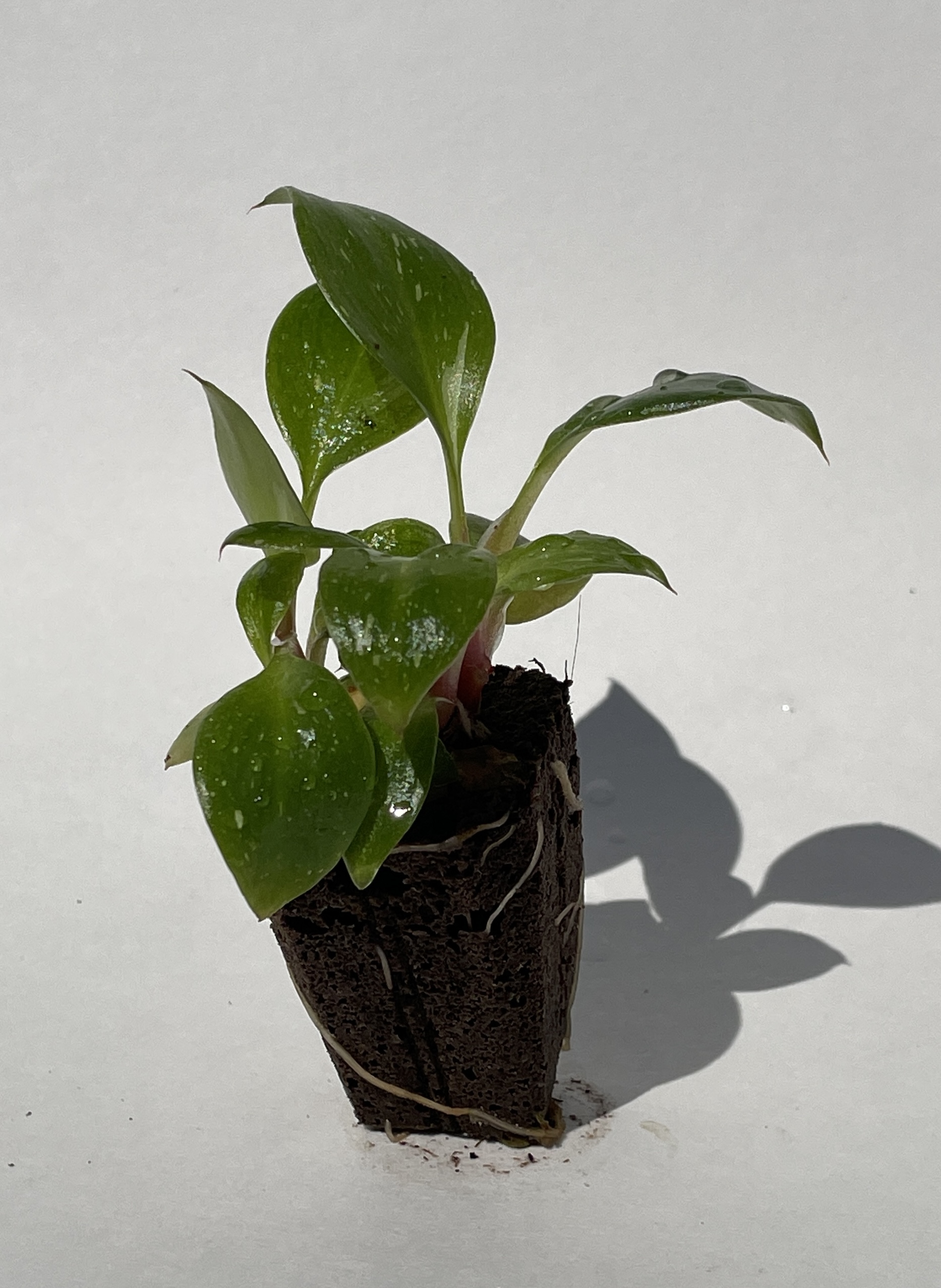 Philodendron White Knight - Image 5