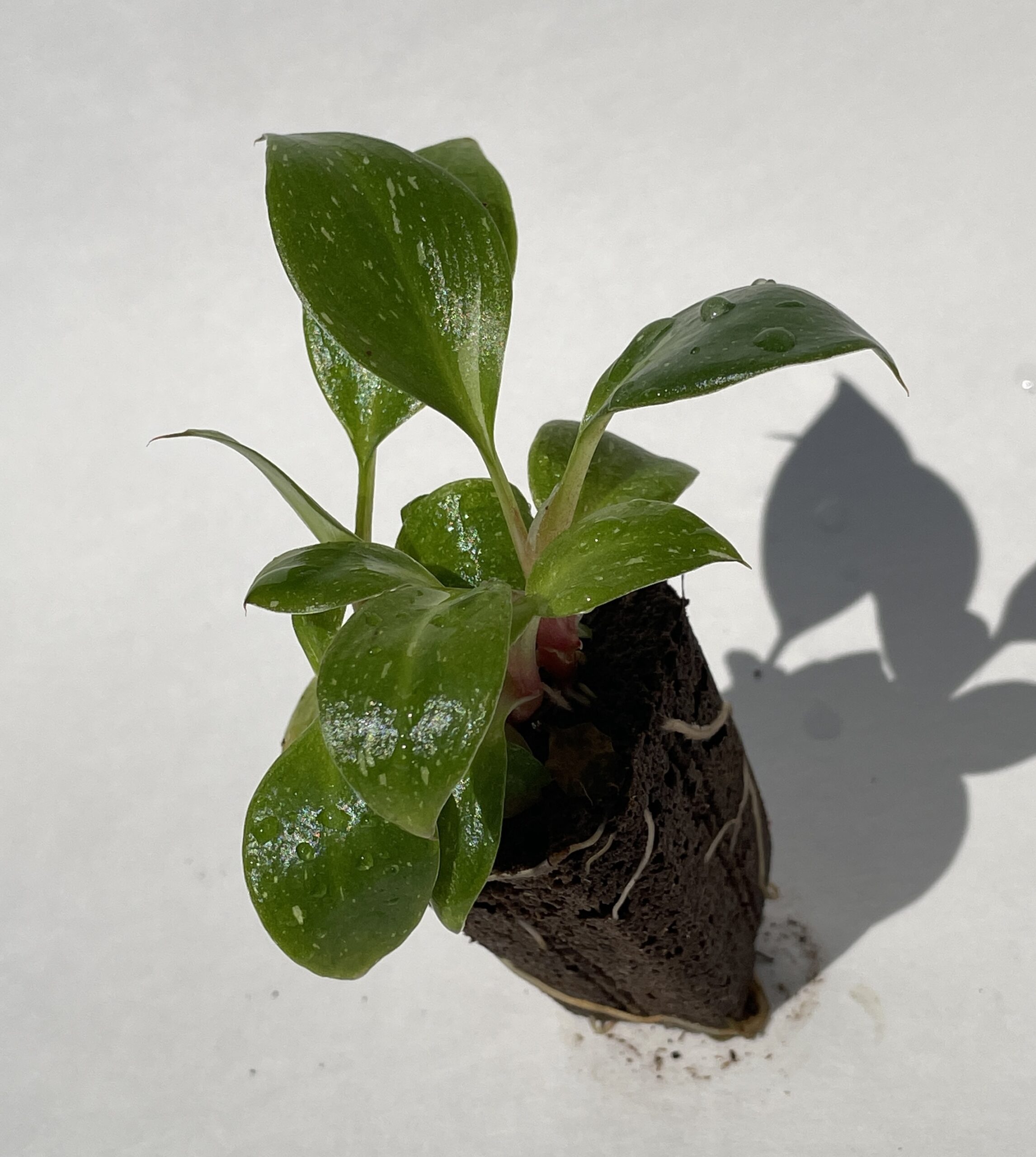 Philodendron White Knight - Image 6
