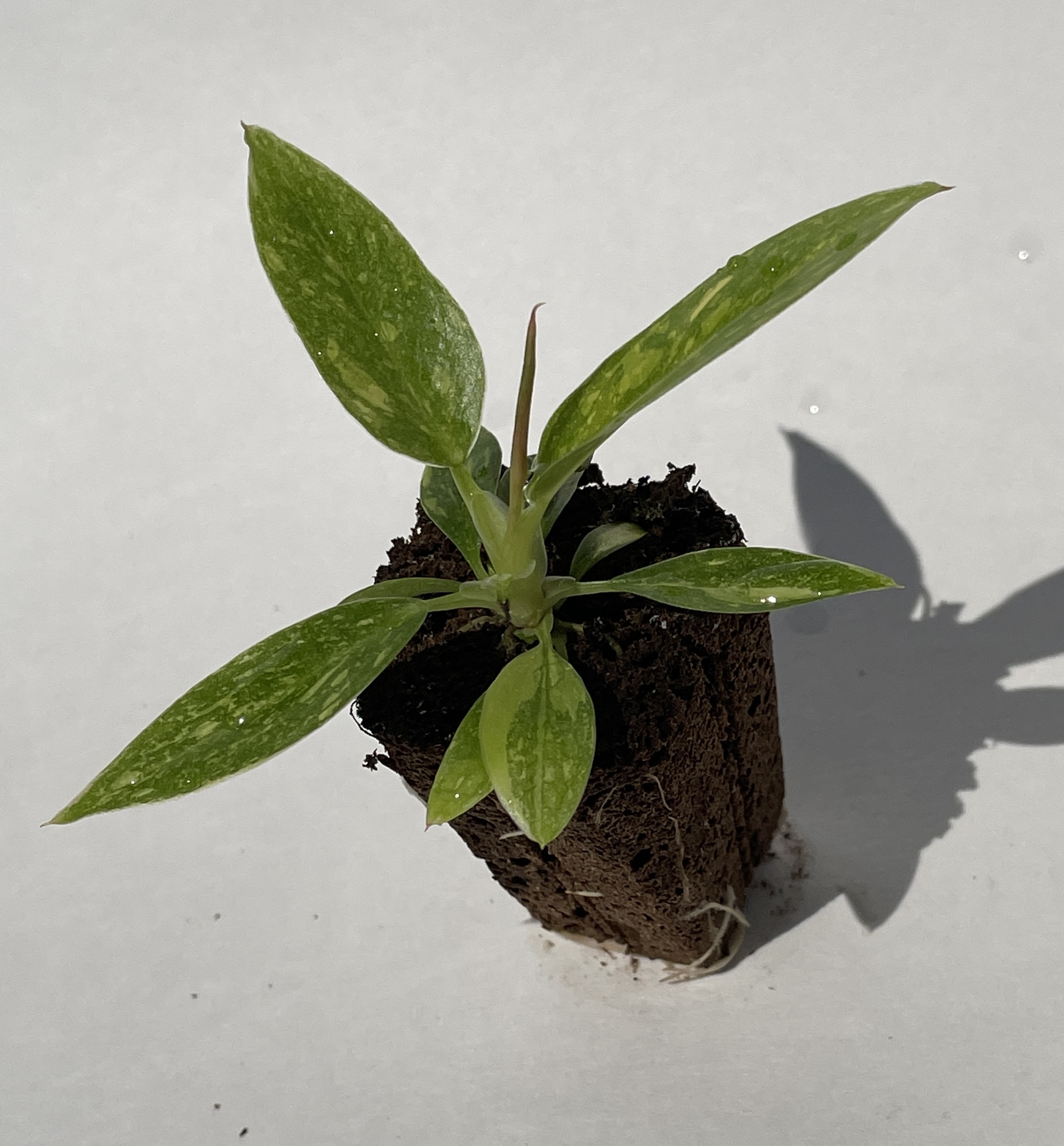 Philodendron Ring of Fire - Image 12