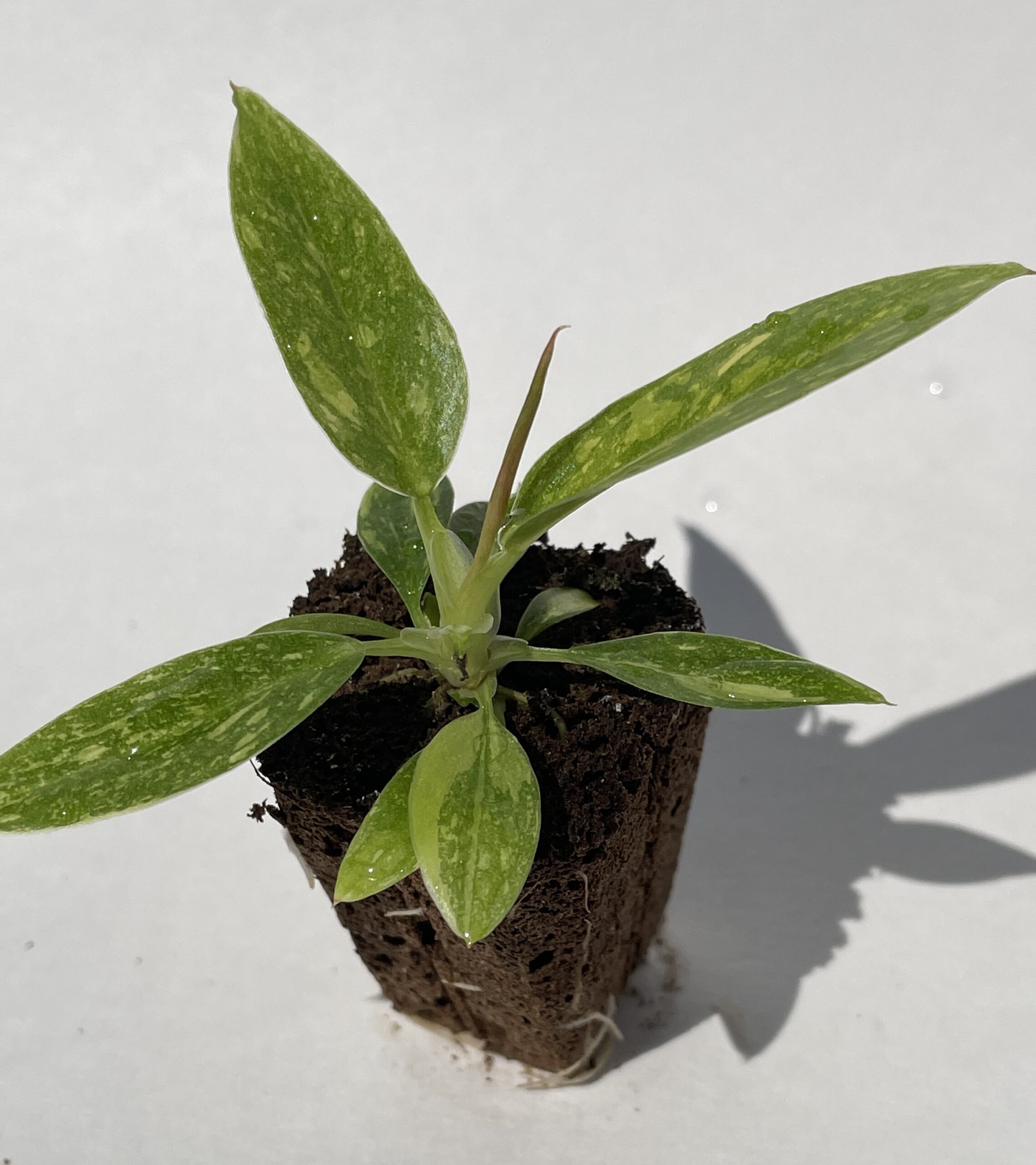 Philodendron Ring of Fire - Image 13