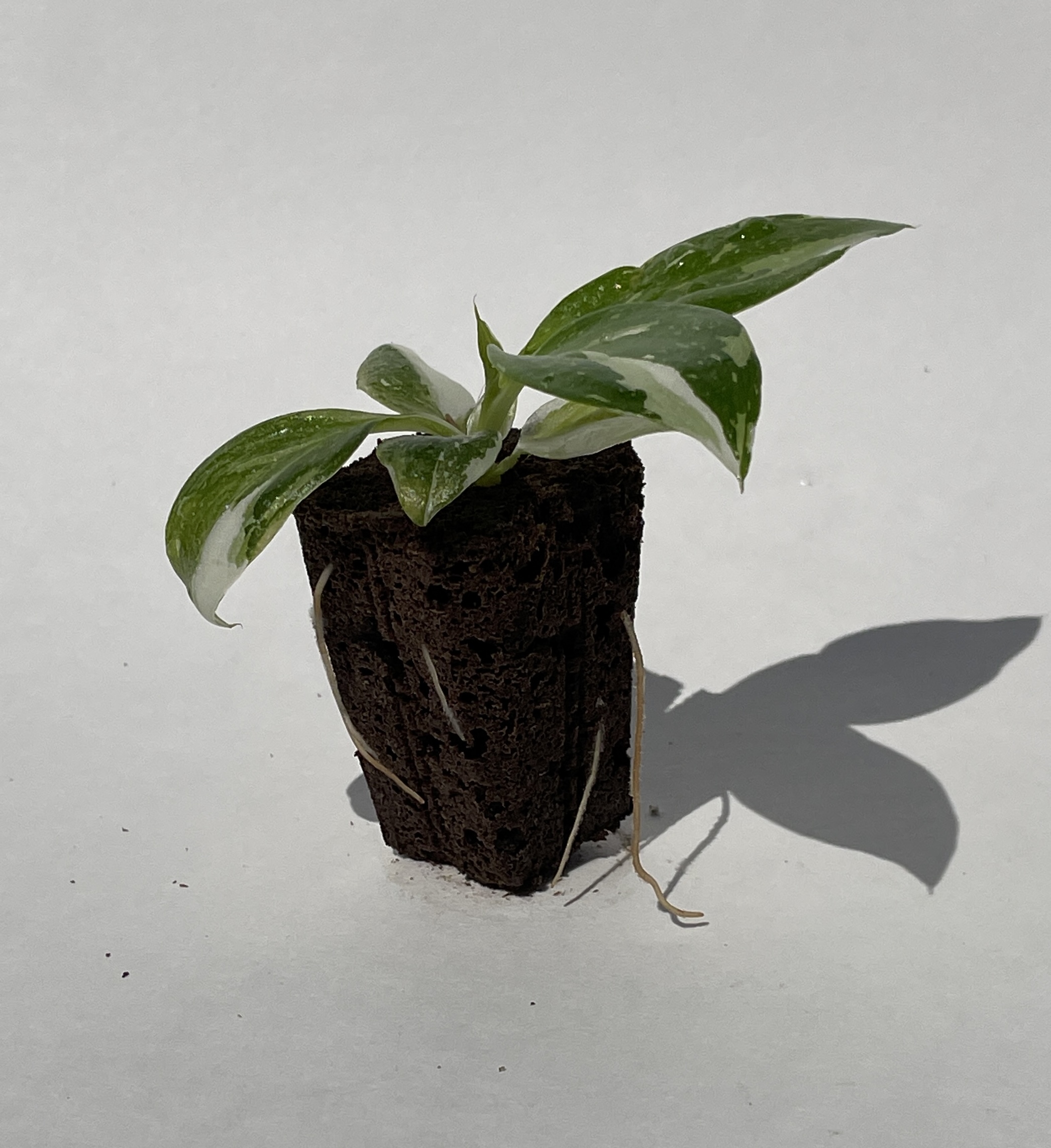 Philodendron White Wizard - Image 5
