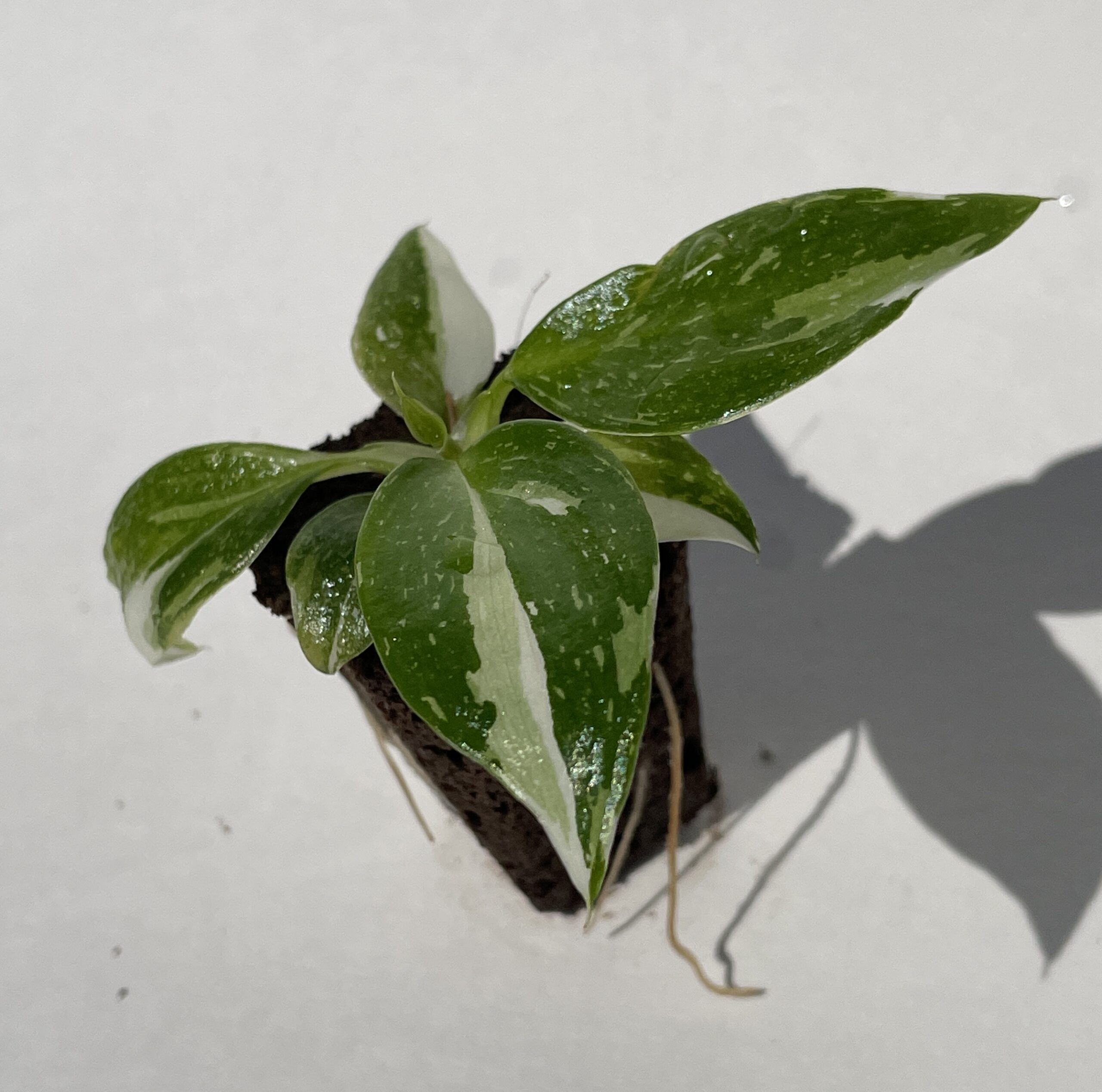 Philodendron White Wizard - Image 3