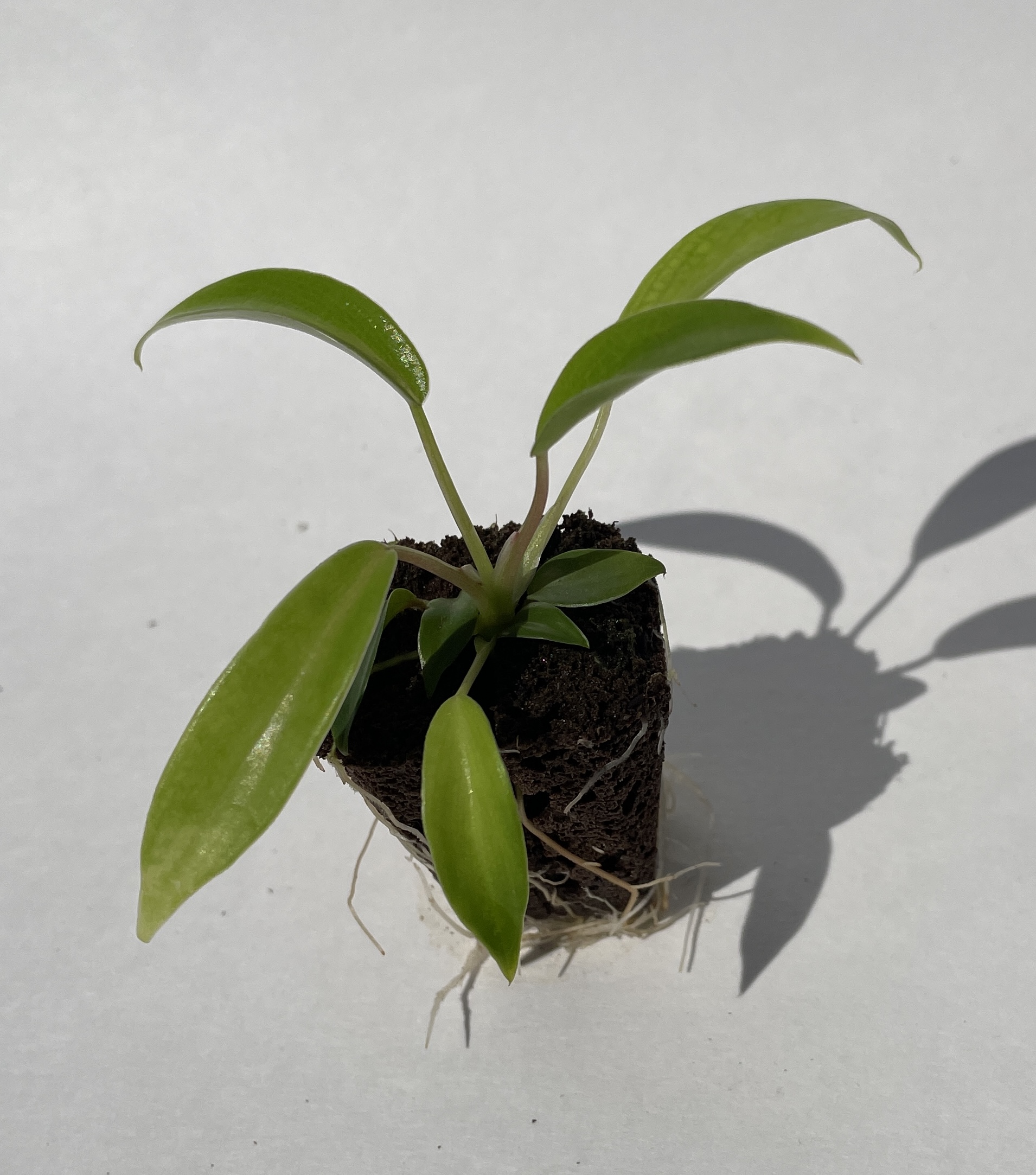 Philodendron Joepii - Image 3