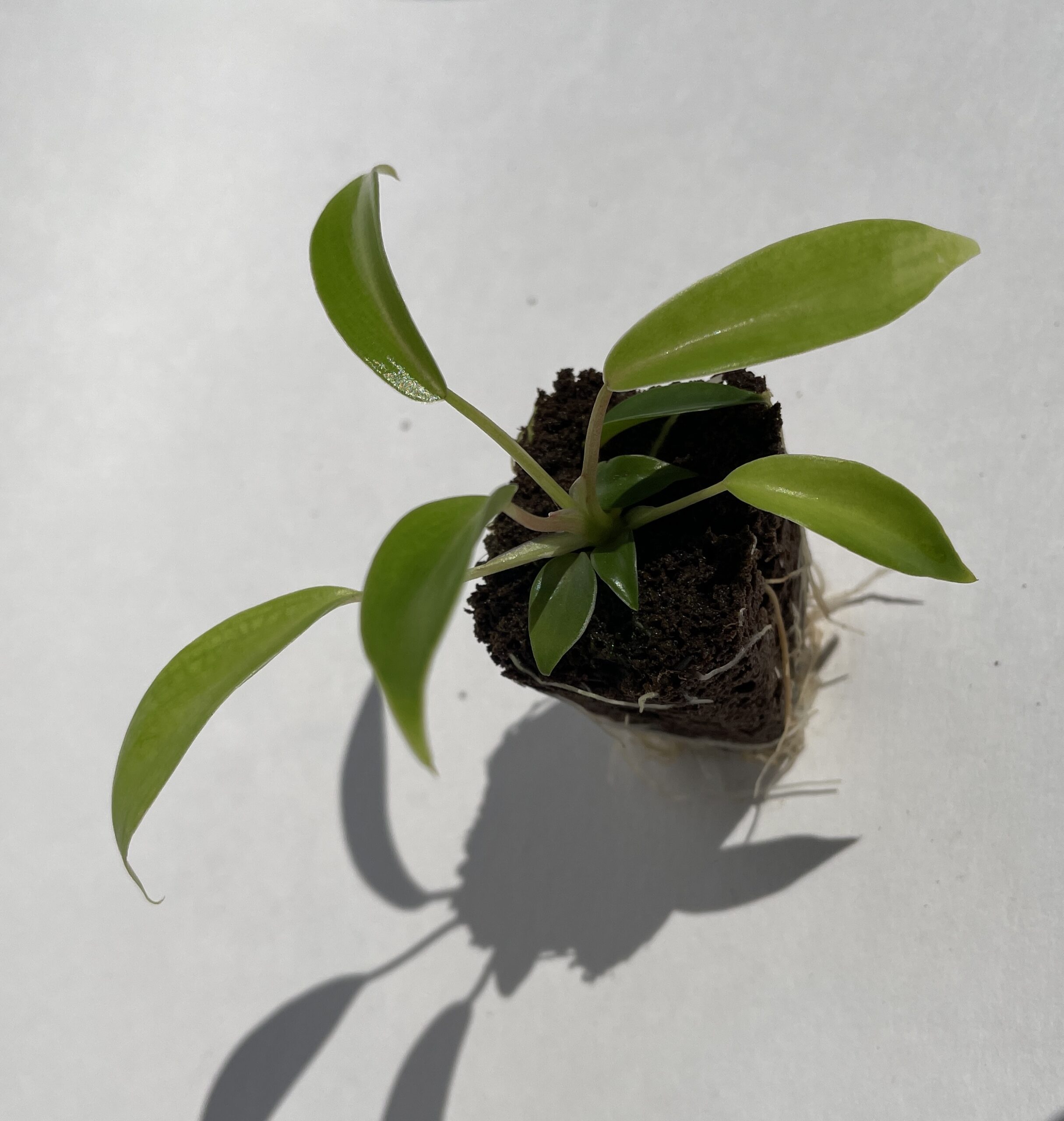 Philodendron Joepii - Image 4