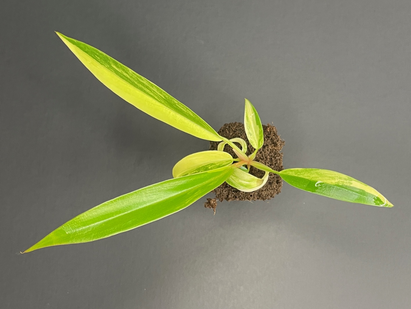 Philodendron Caramel Marble var.